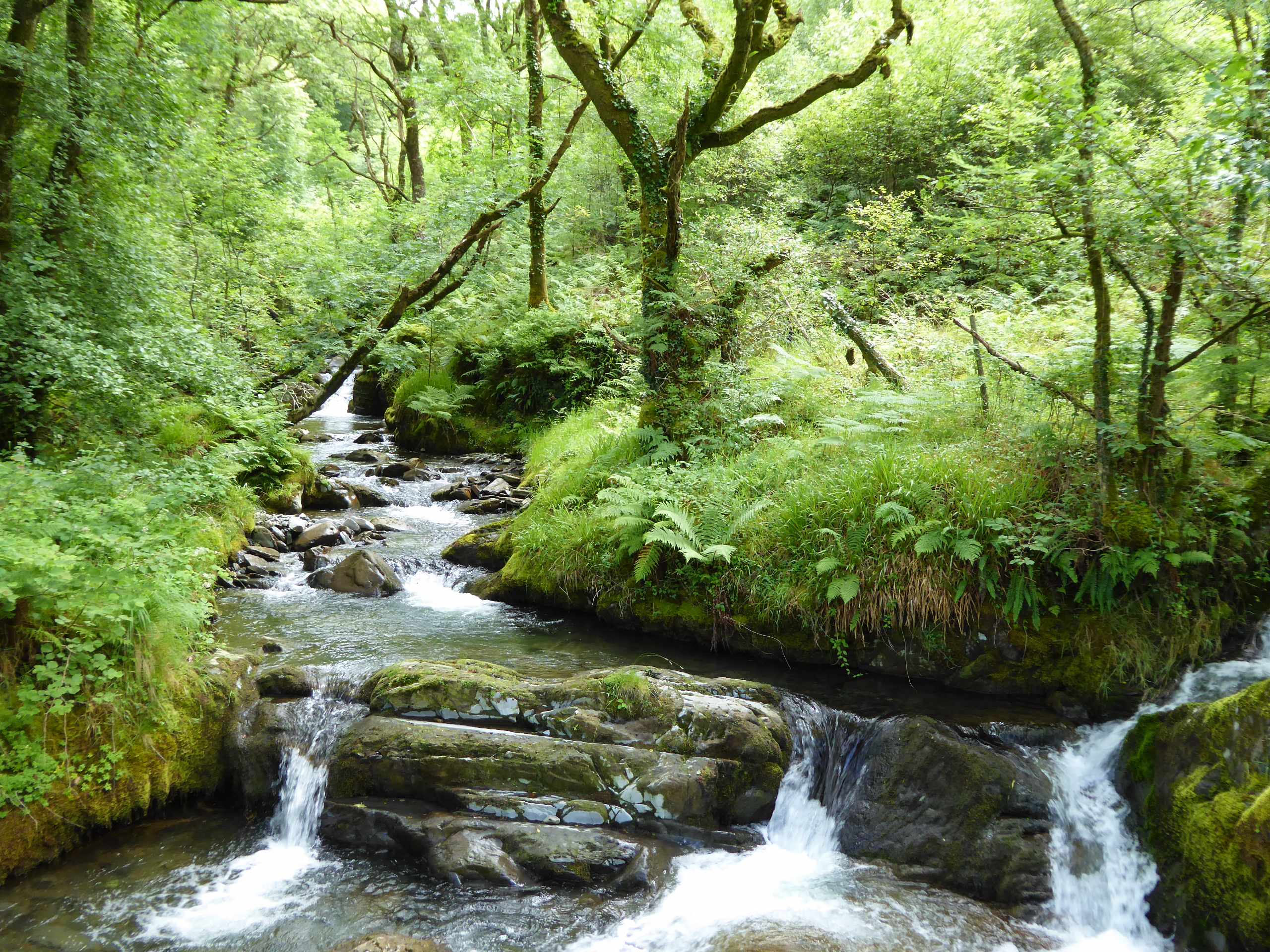 Coed Nant Gwernol