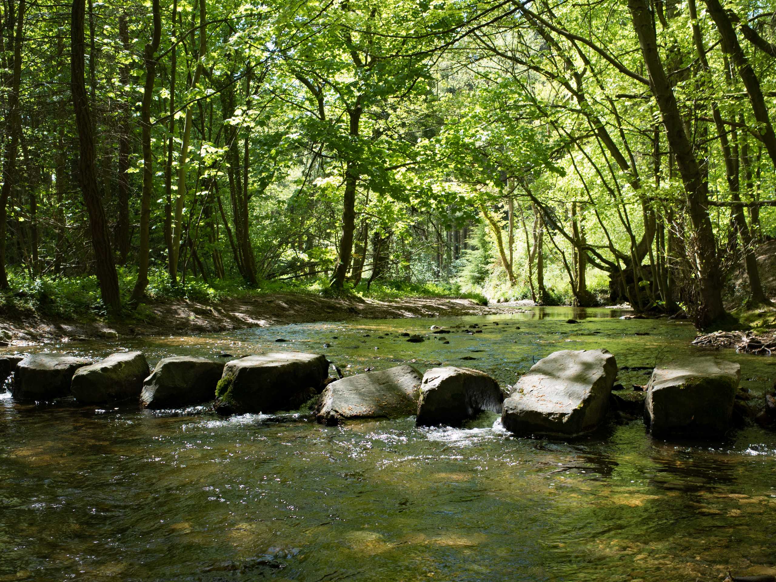 Torrent Walk