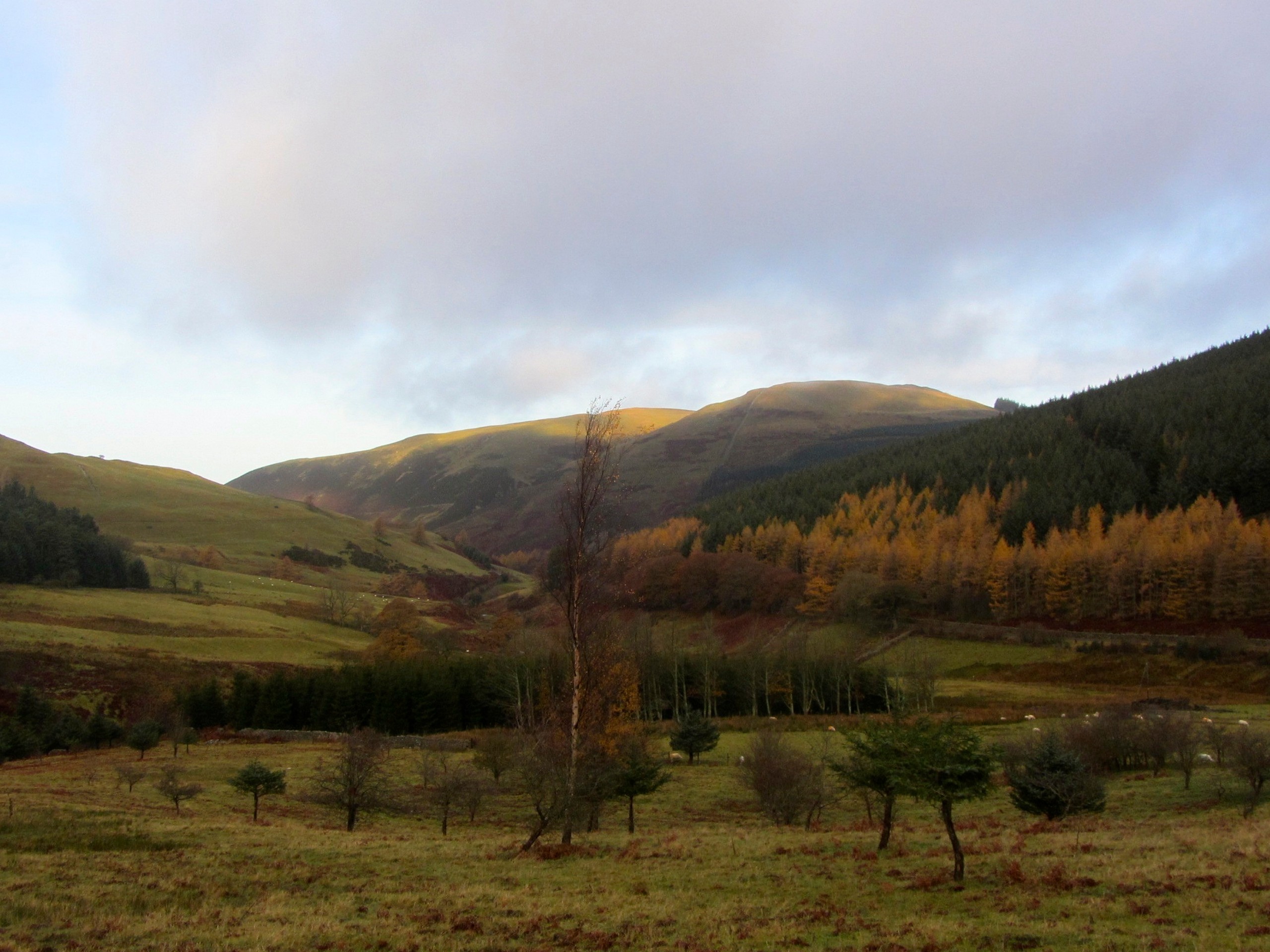 Whinlatter 3-Fells Circular Walk