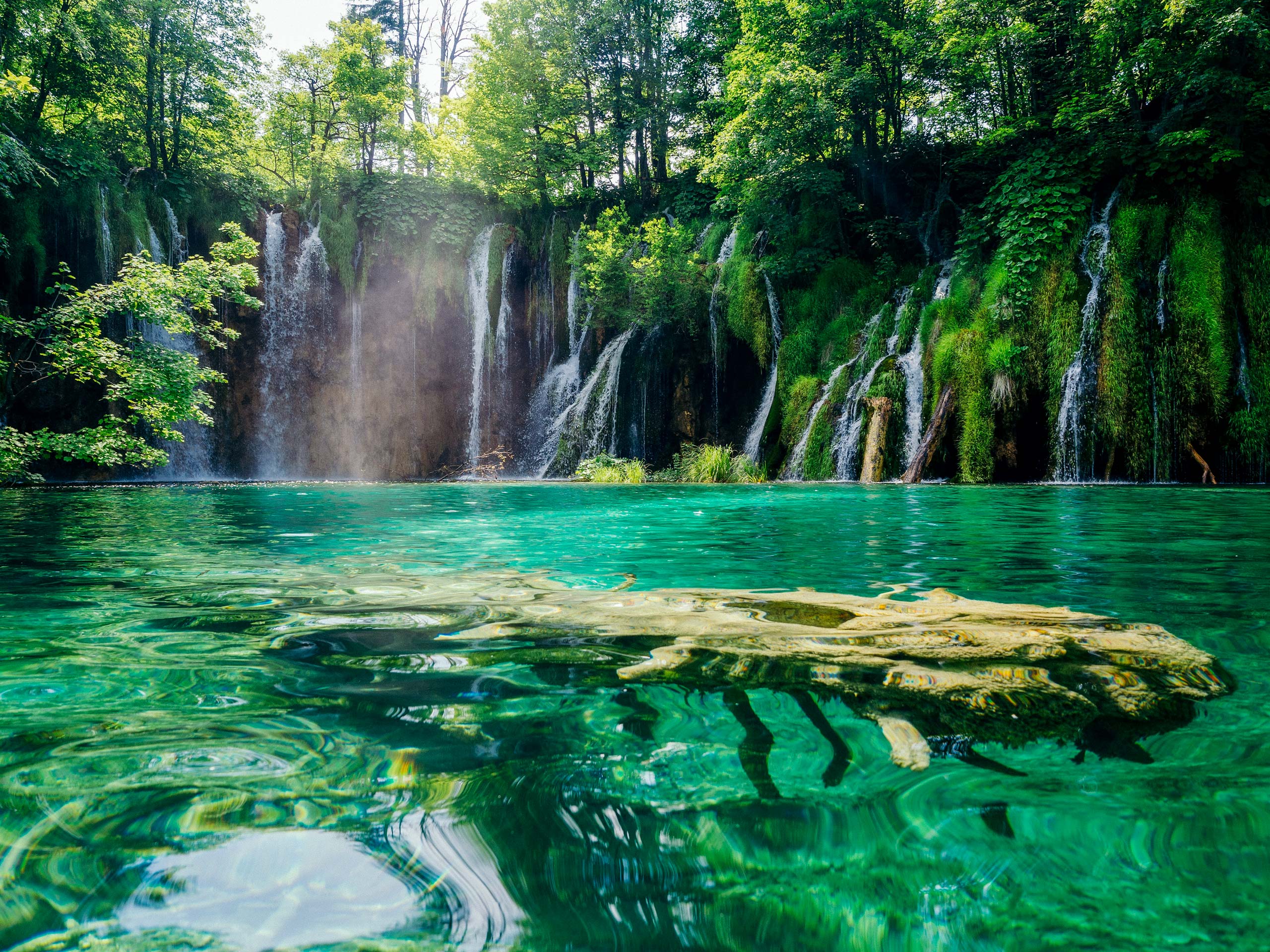 Fallen tree in clear aqua waters Plitvice Lakes National Park Croatia