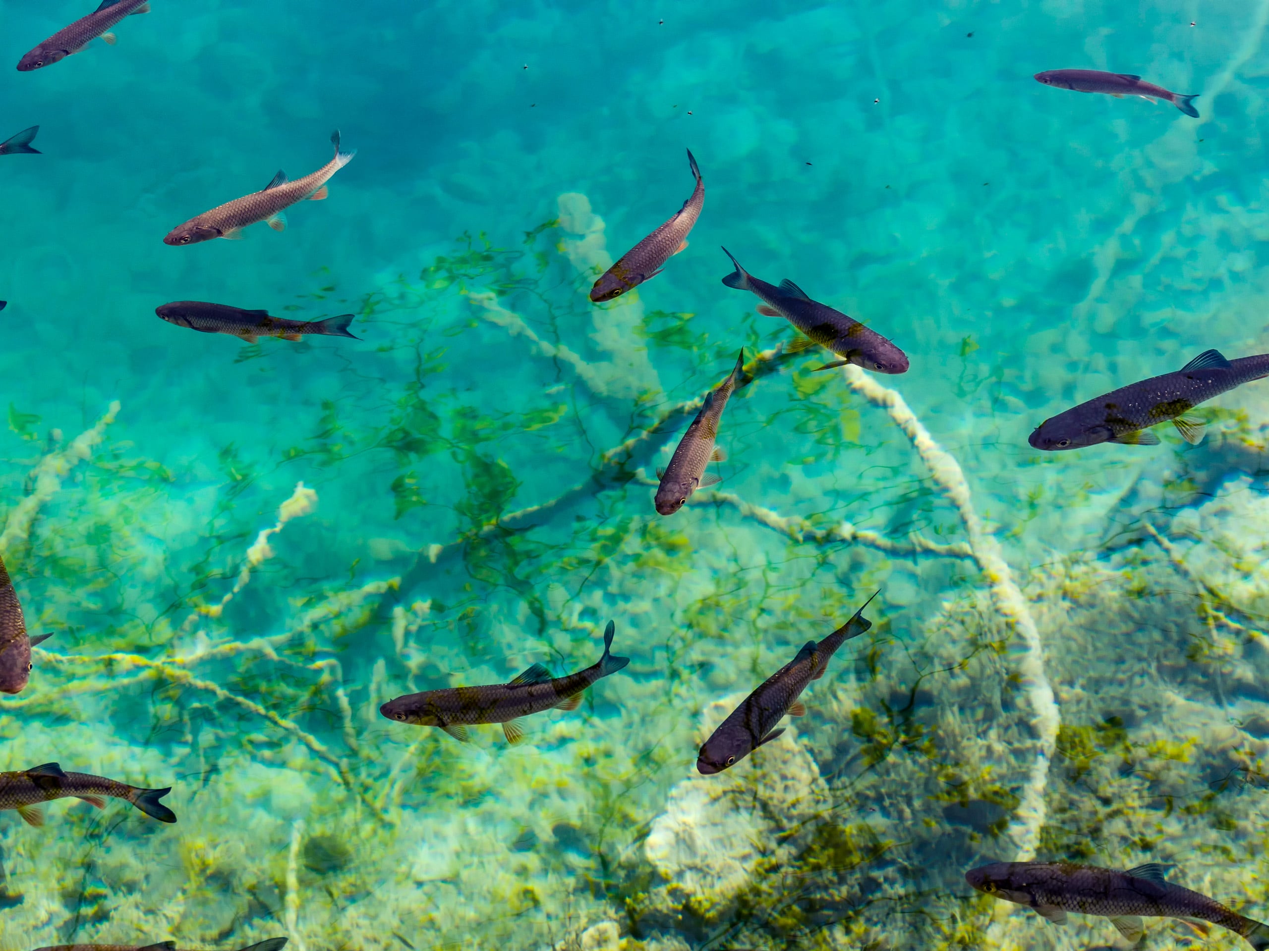 Fish swimming in Plitvice Lakes National Park Plitvicka Jezera Croatia