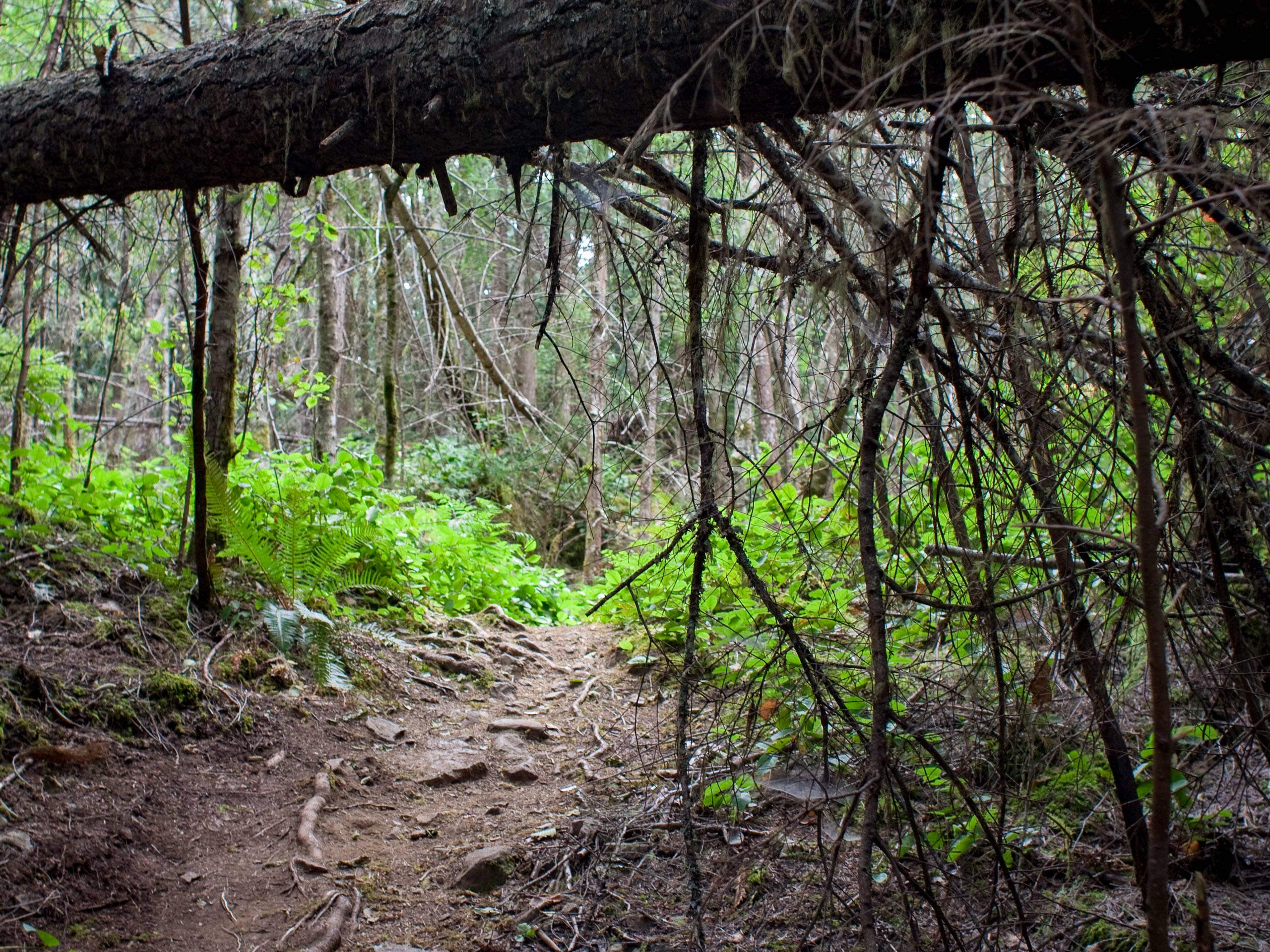 Mount Daniel Trail