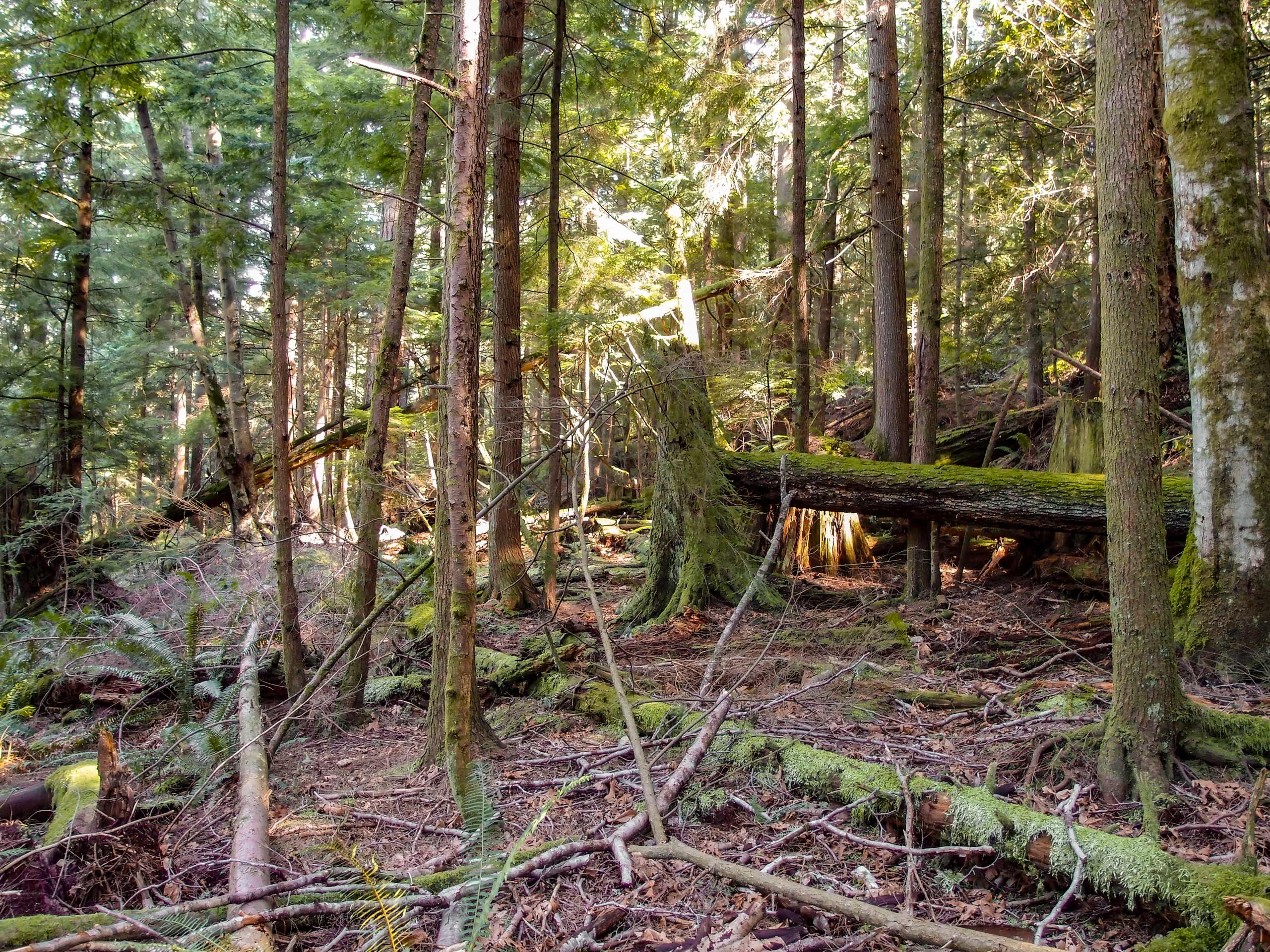 Mount Gardner SW Trail