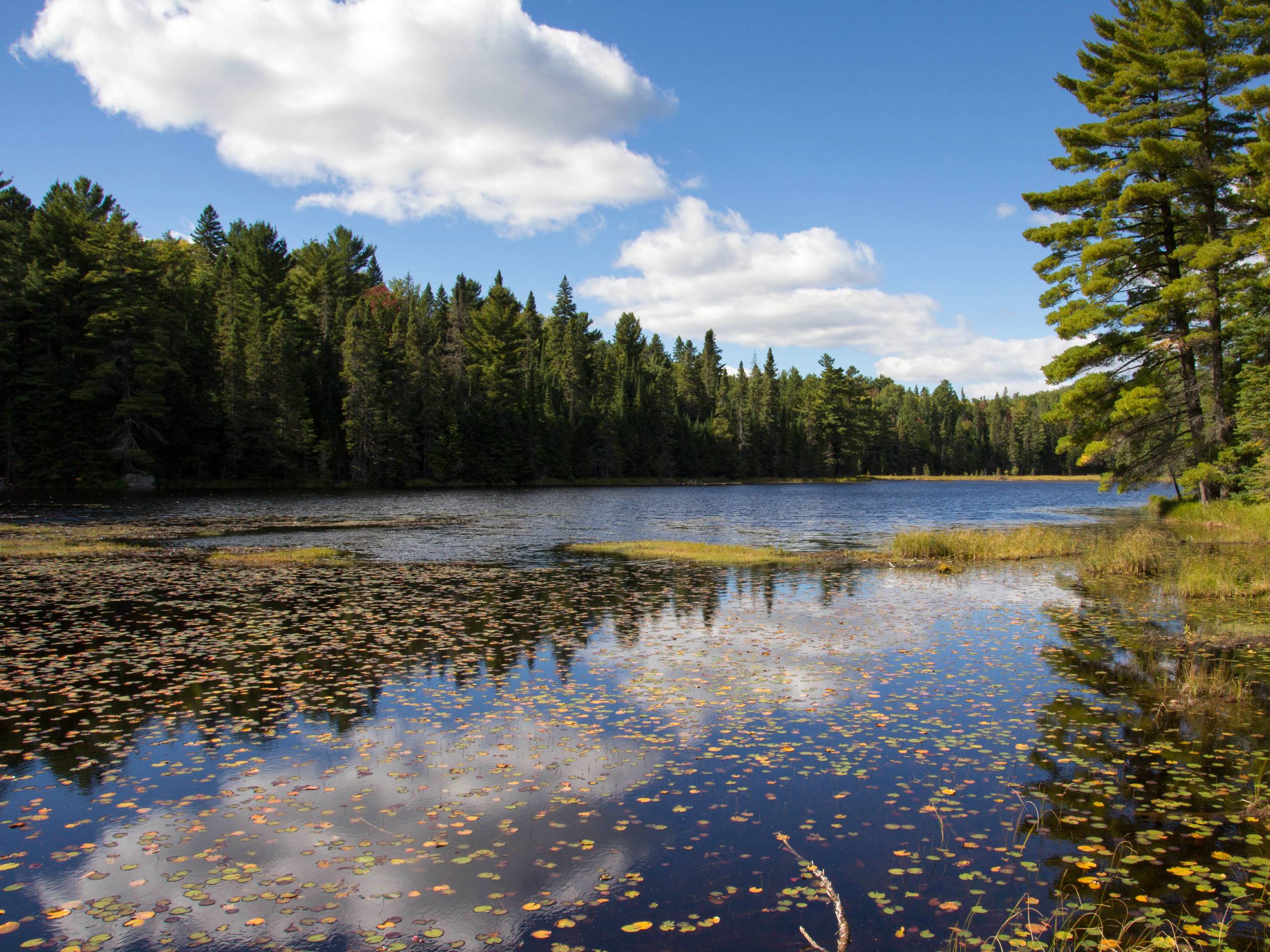 Beaver Pond Trail