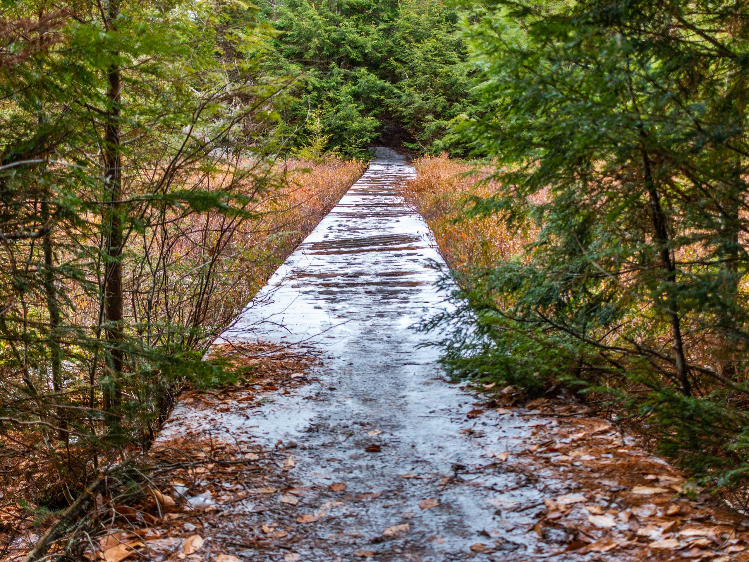 Hemlock Bluff Trail