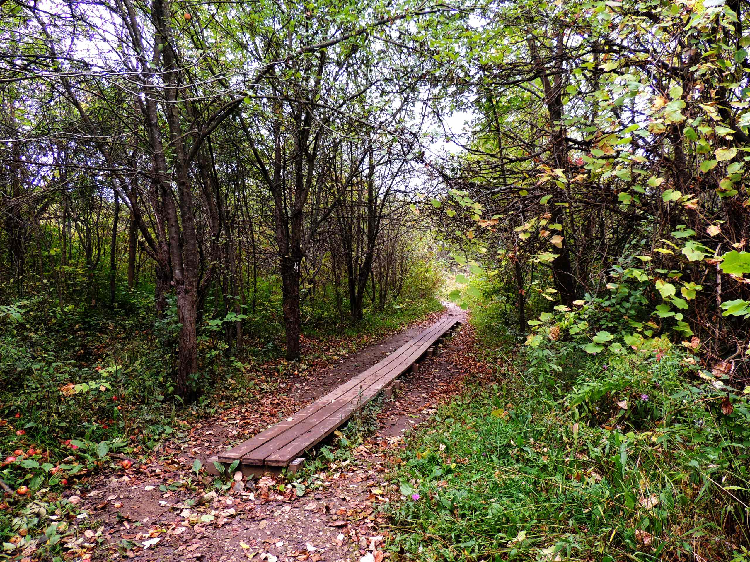 Old Baldy Lookout Trail