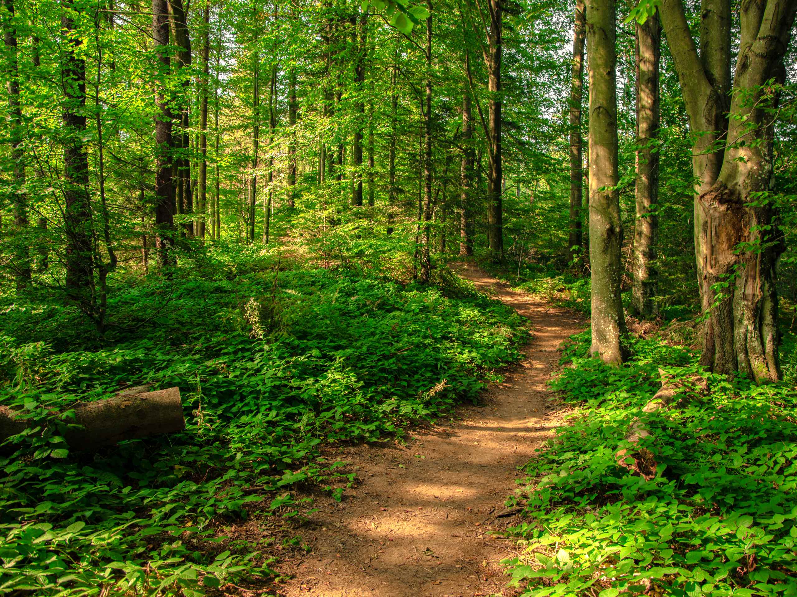 Pretty River Loop Trail