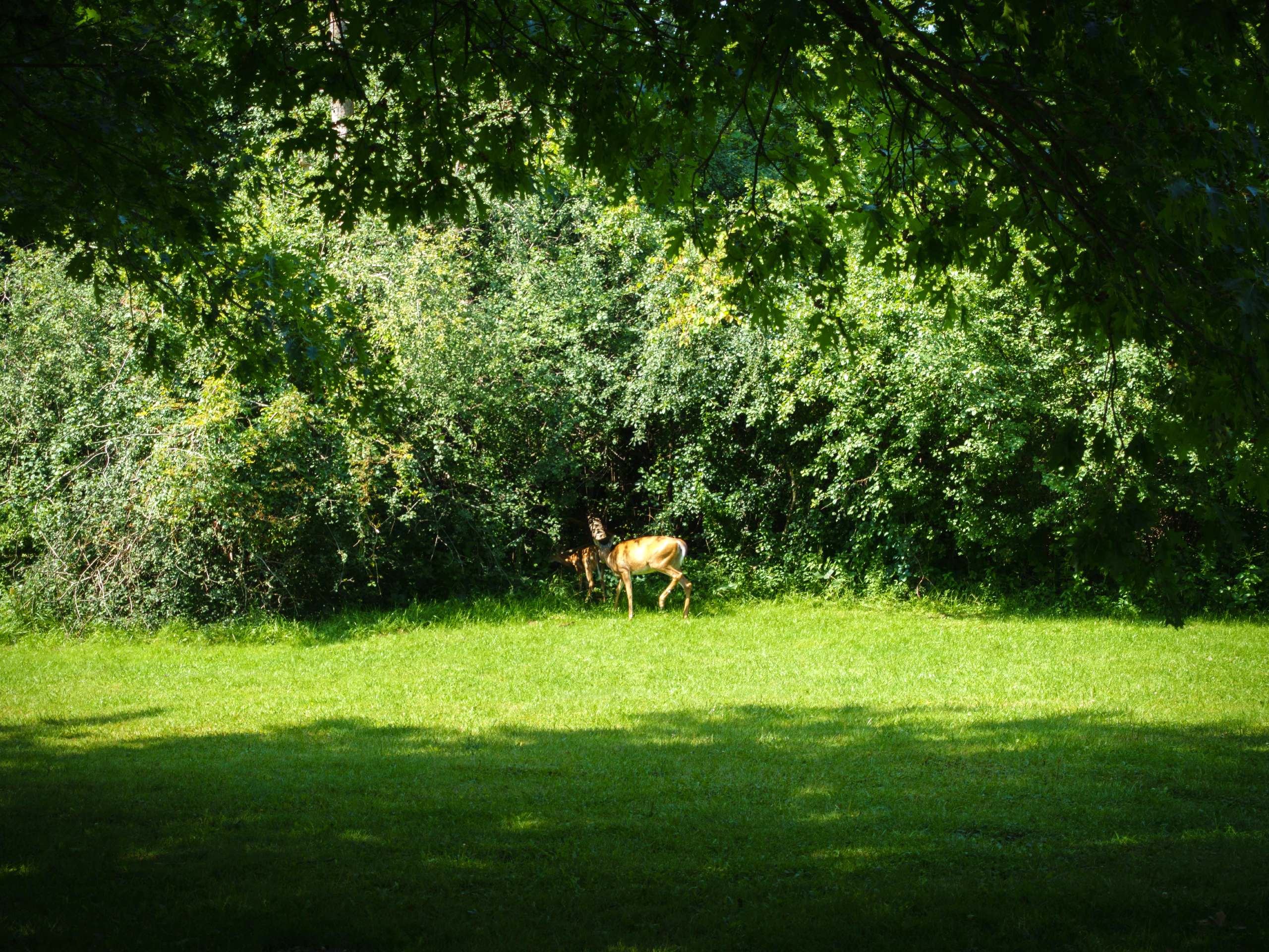 Humber River Recreation Trail