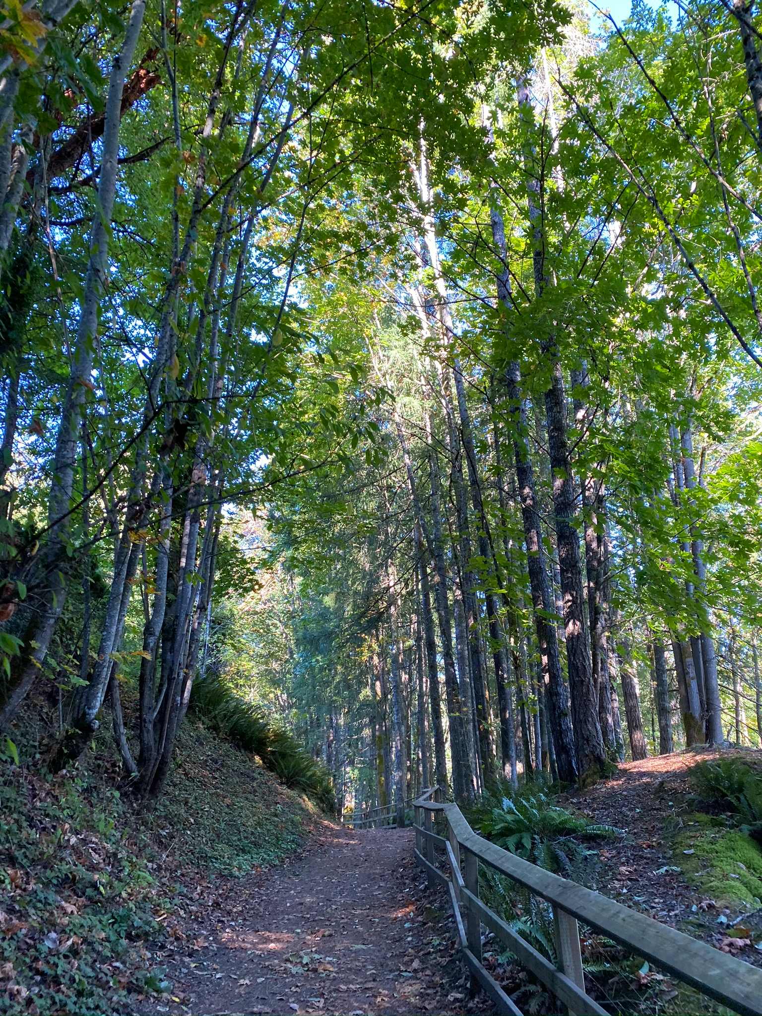 Heart Lake Trail