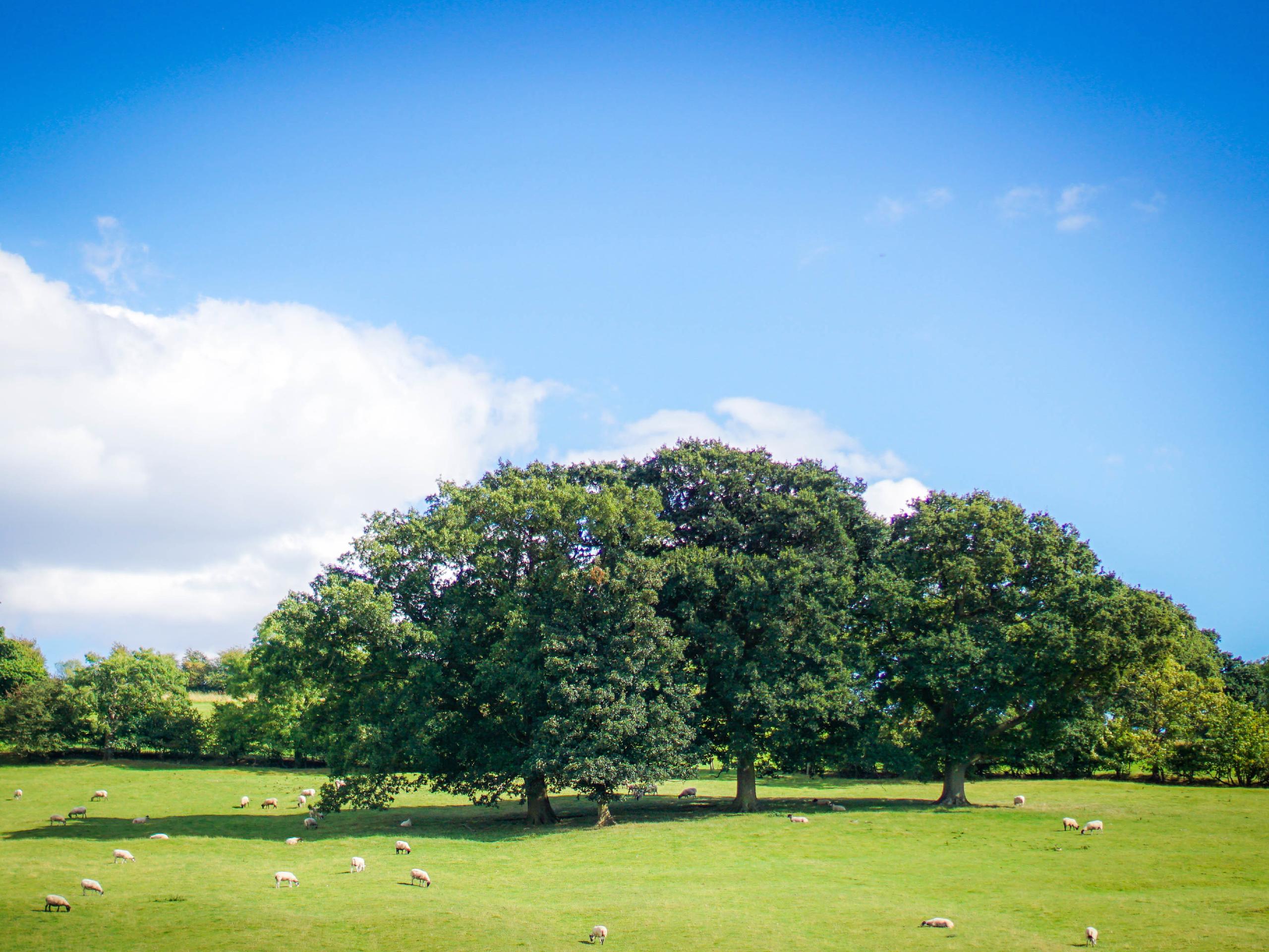 Ilmington and Hidcote Walk