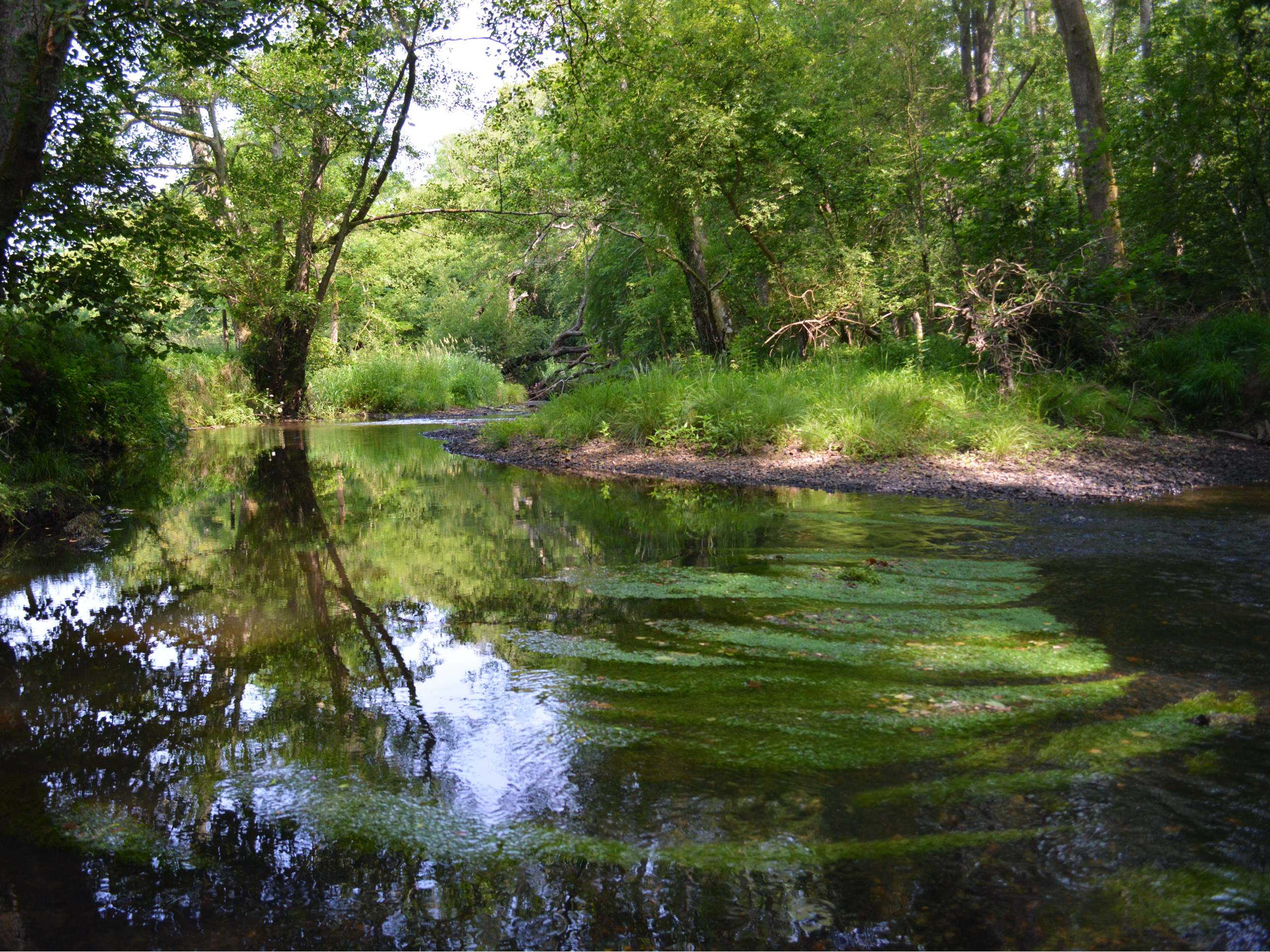 Brockenhurst Roundhill and Lymington River Walk