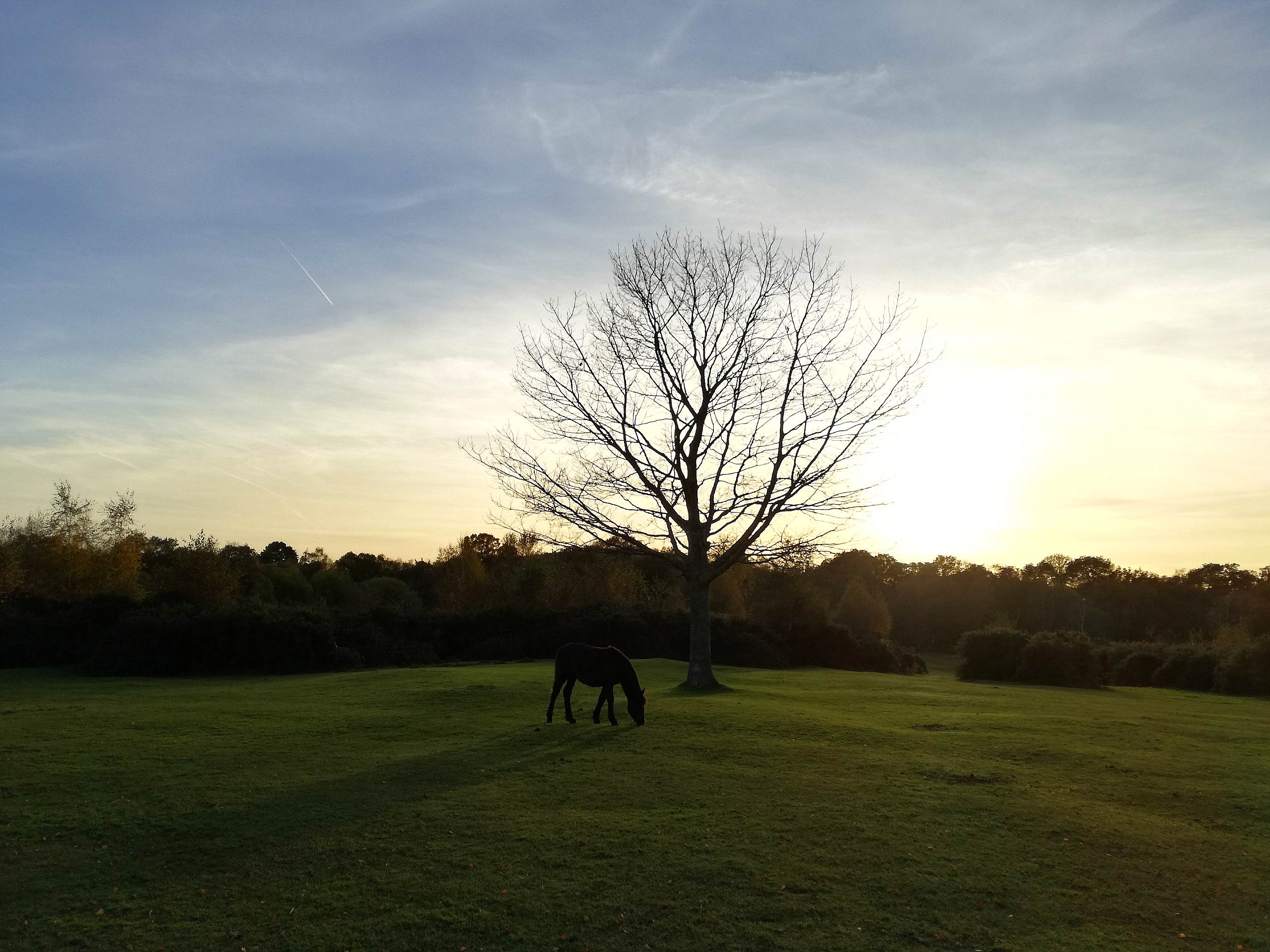 Lyndhurst to Brockenhurst Loop Walk