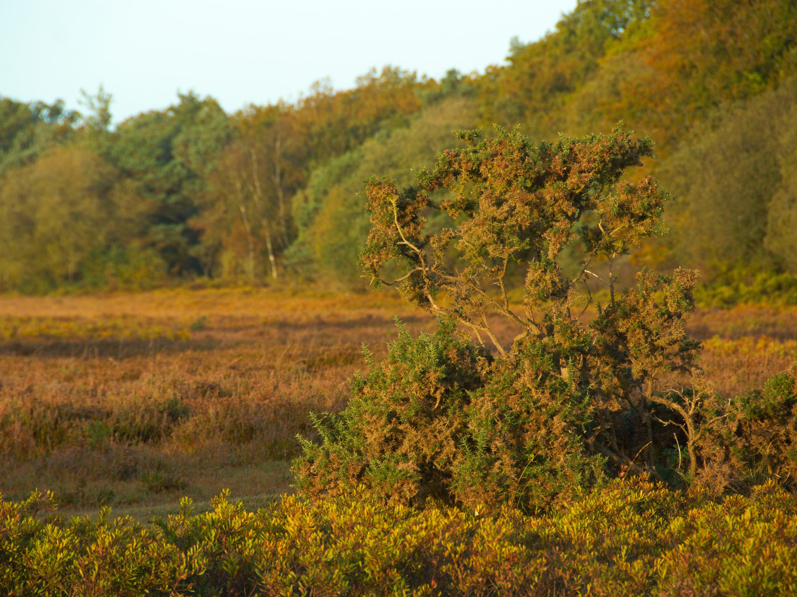 Whitefield Moor Circular Walk