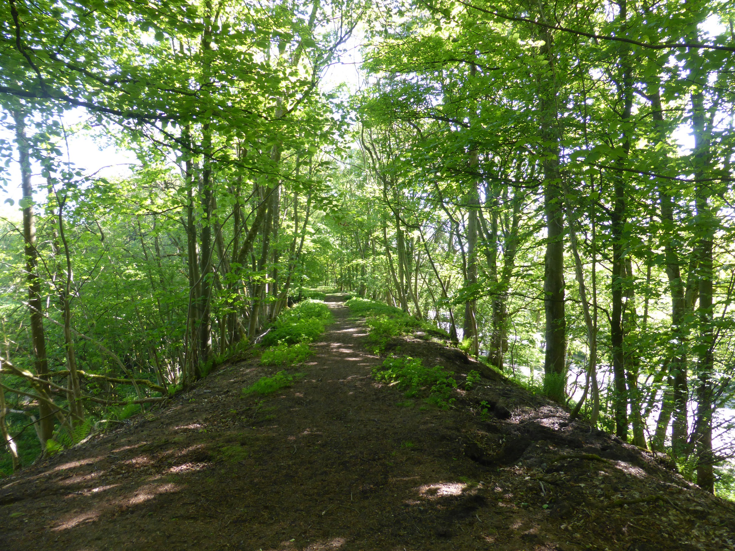 Aysgarth Woods Circular Walk