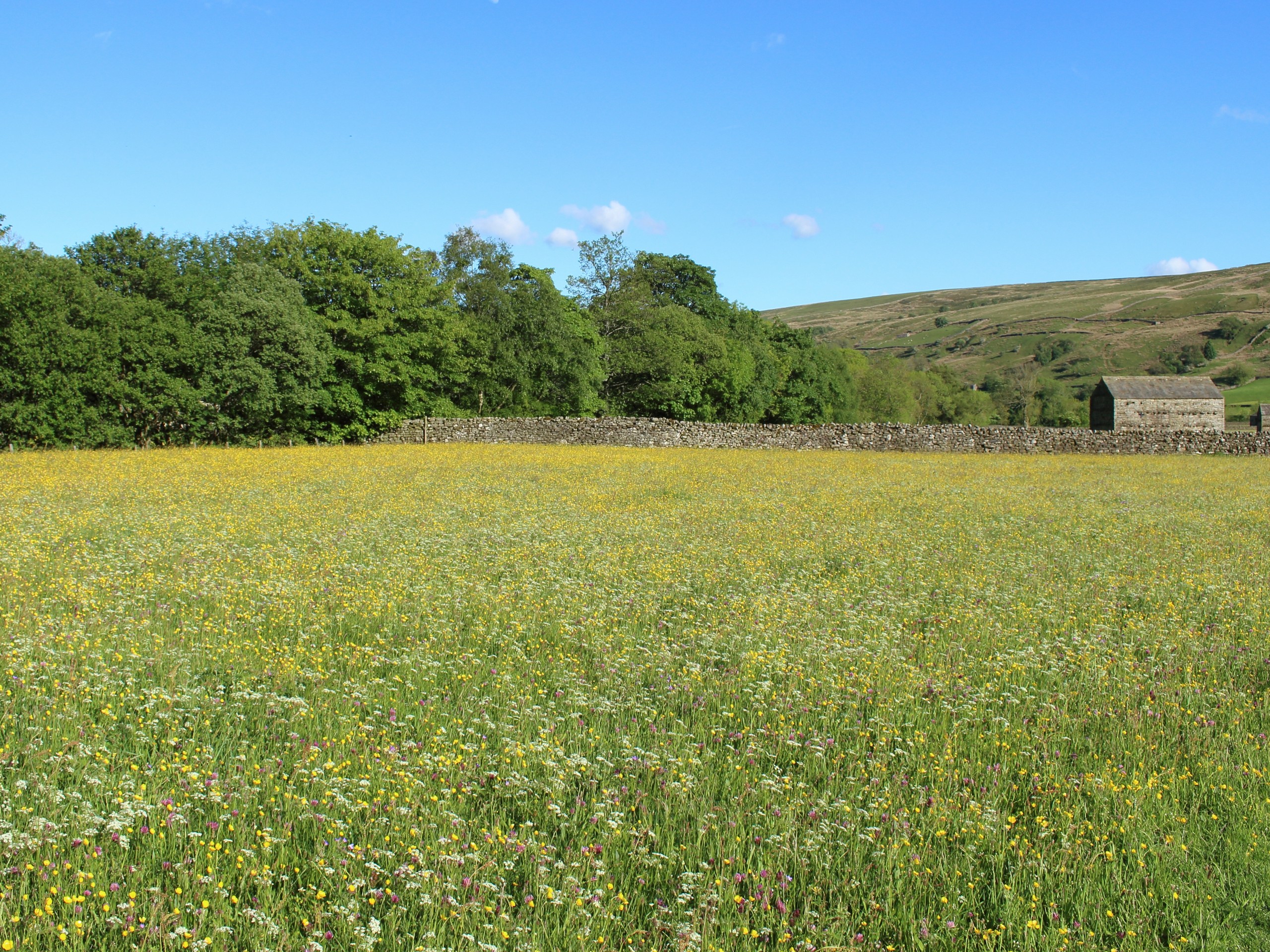 Swaledale Meadows to East Gill Force and Kisdon Force Walk