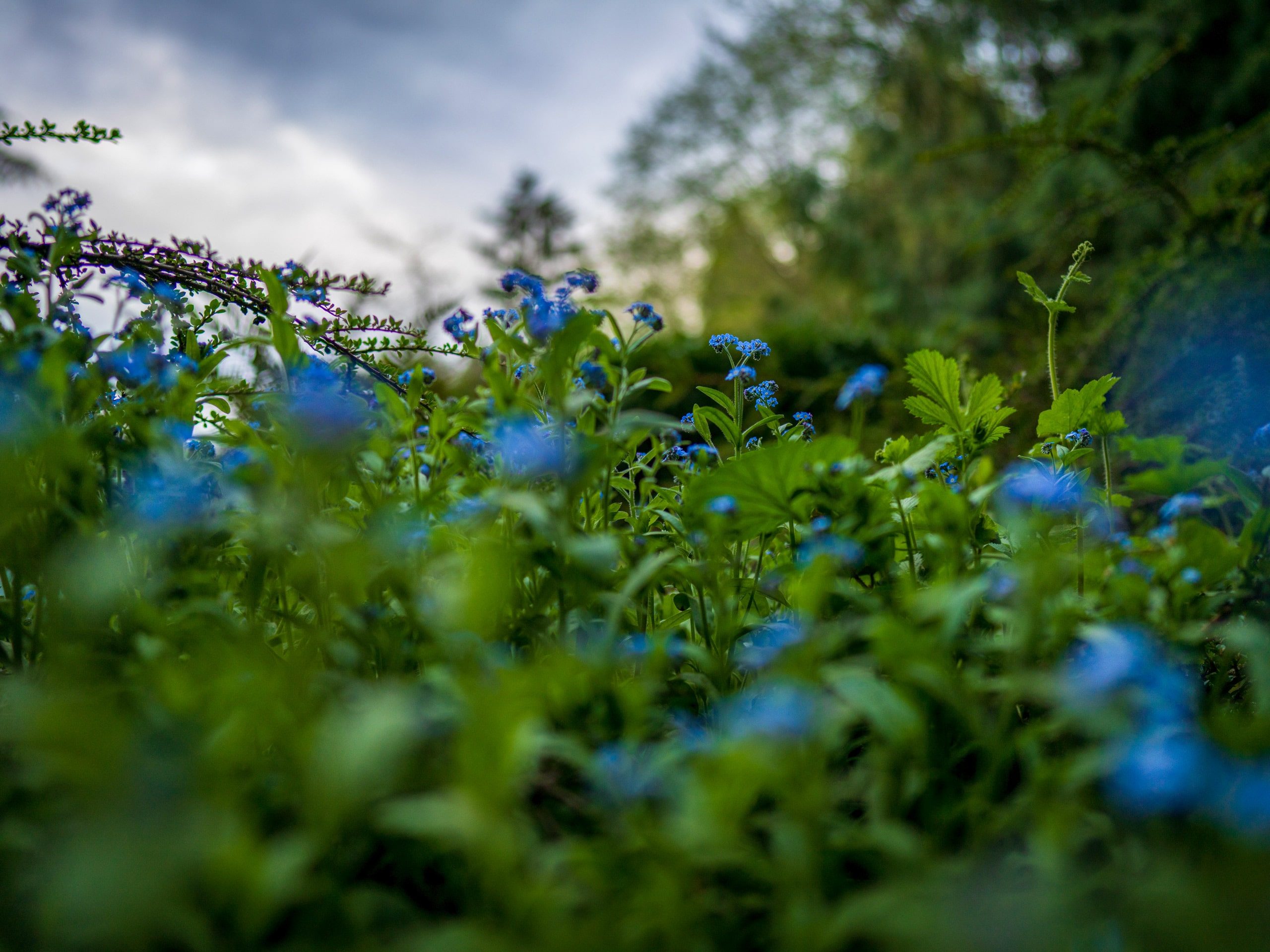 Bainbridge Island botanical gardens