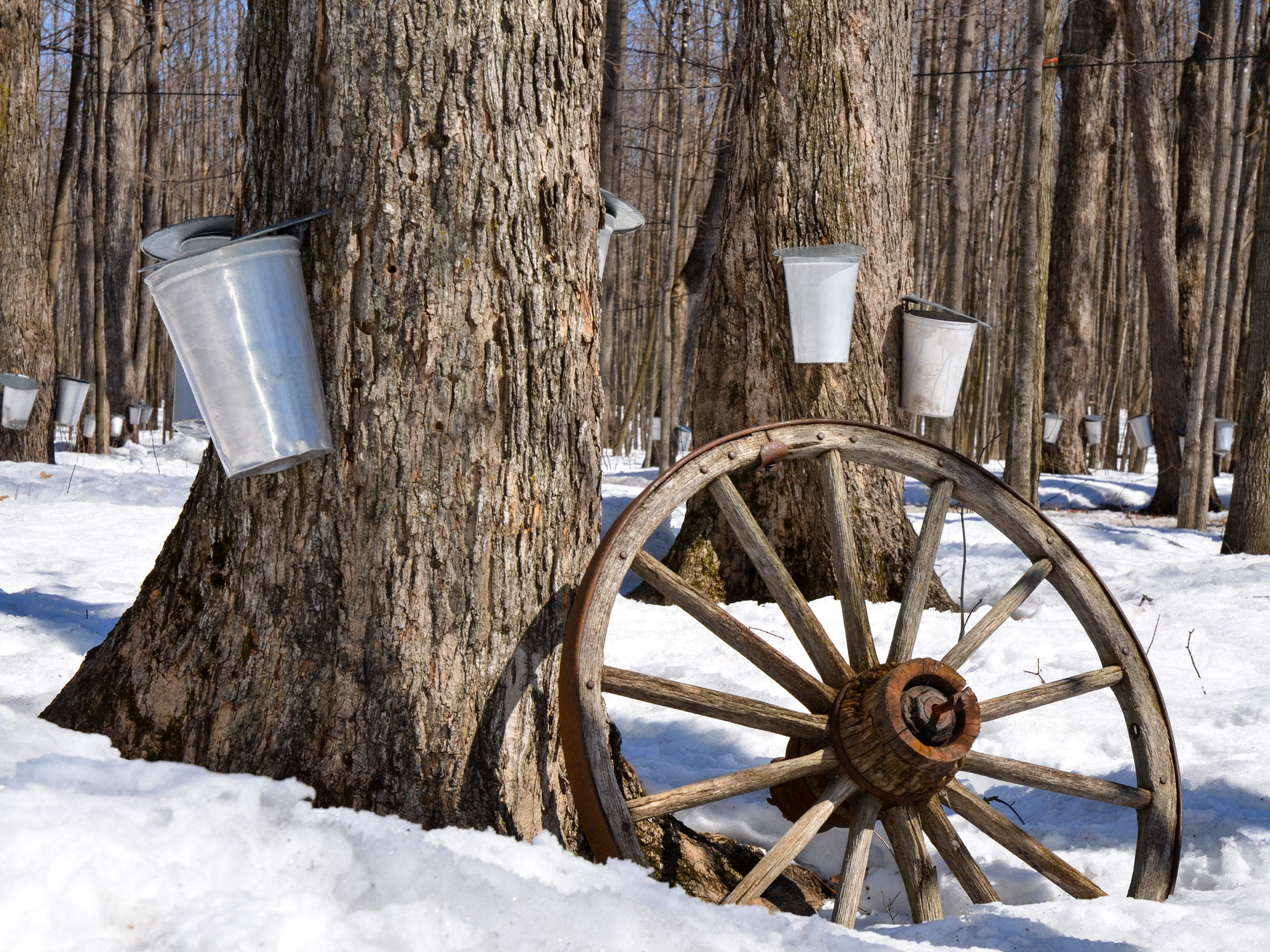 Sugar Shack Quebec traditional maple syrup making