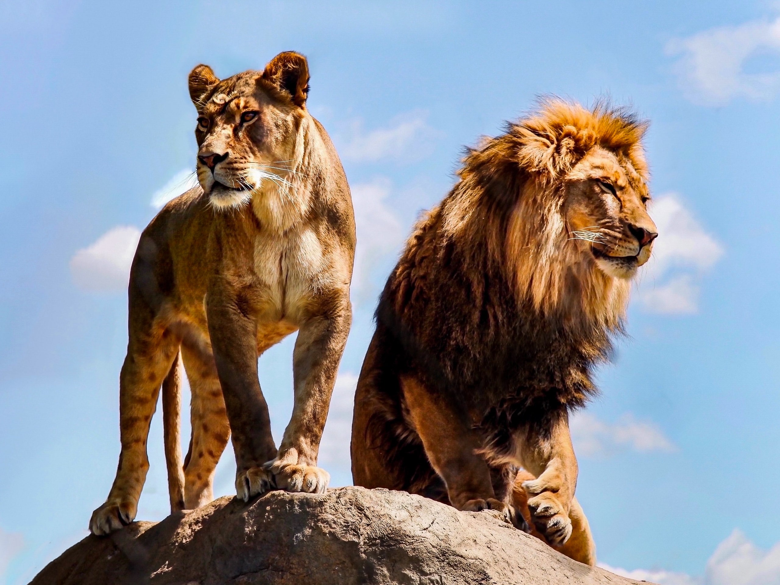 Zoo de Granby near Montreal lions standing on rock