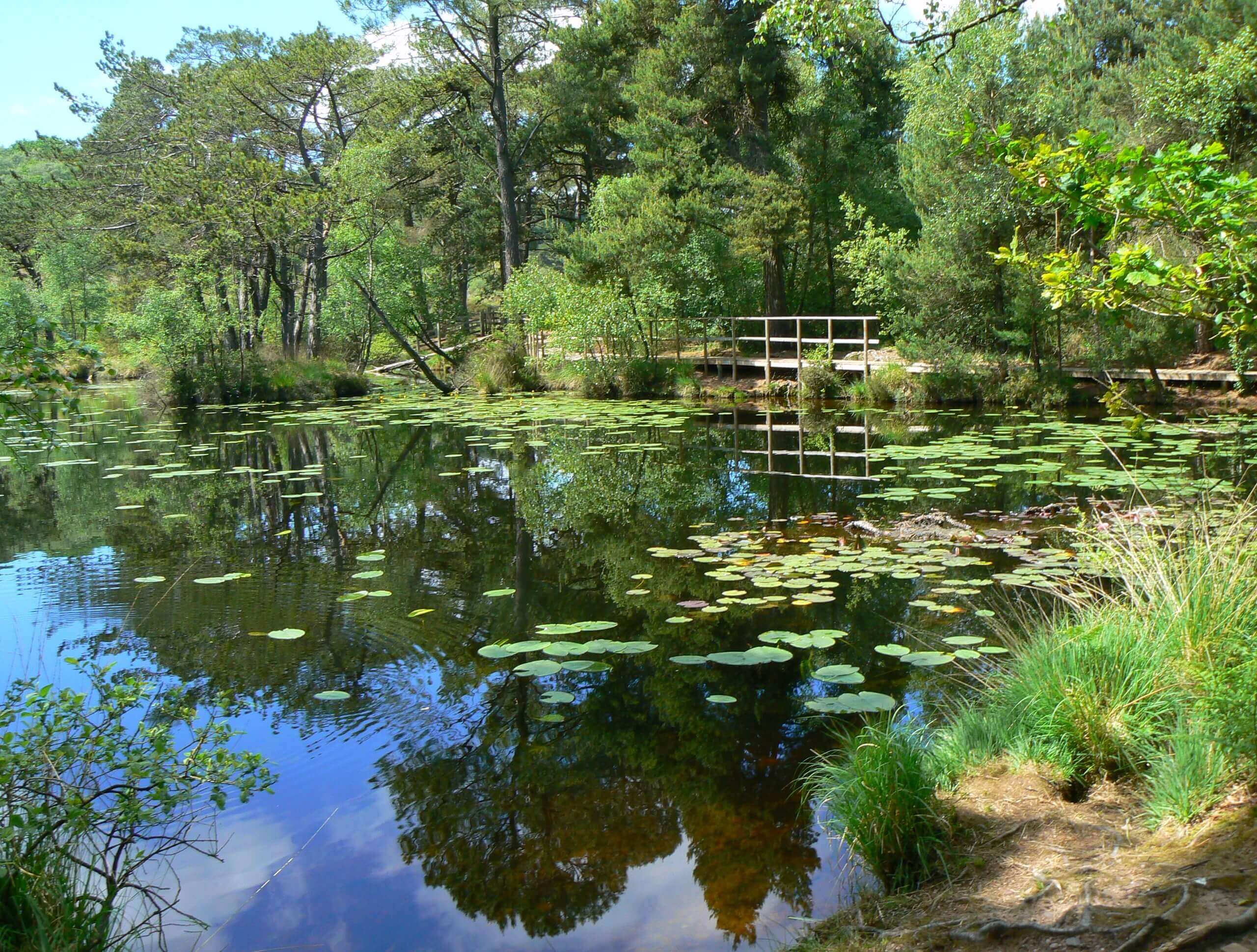 Bystock Nature Reserve & East Budleigh Common Circular Walk