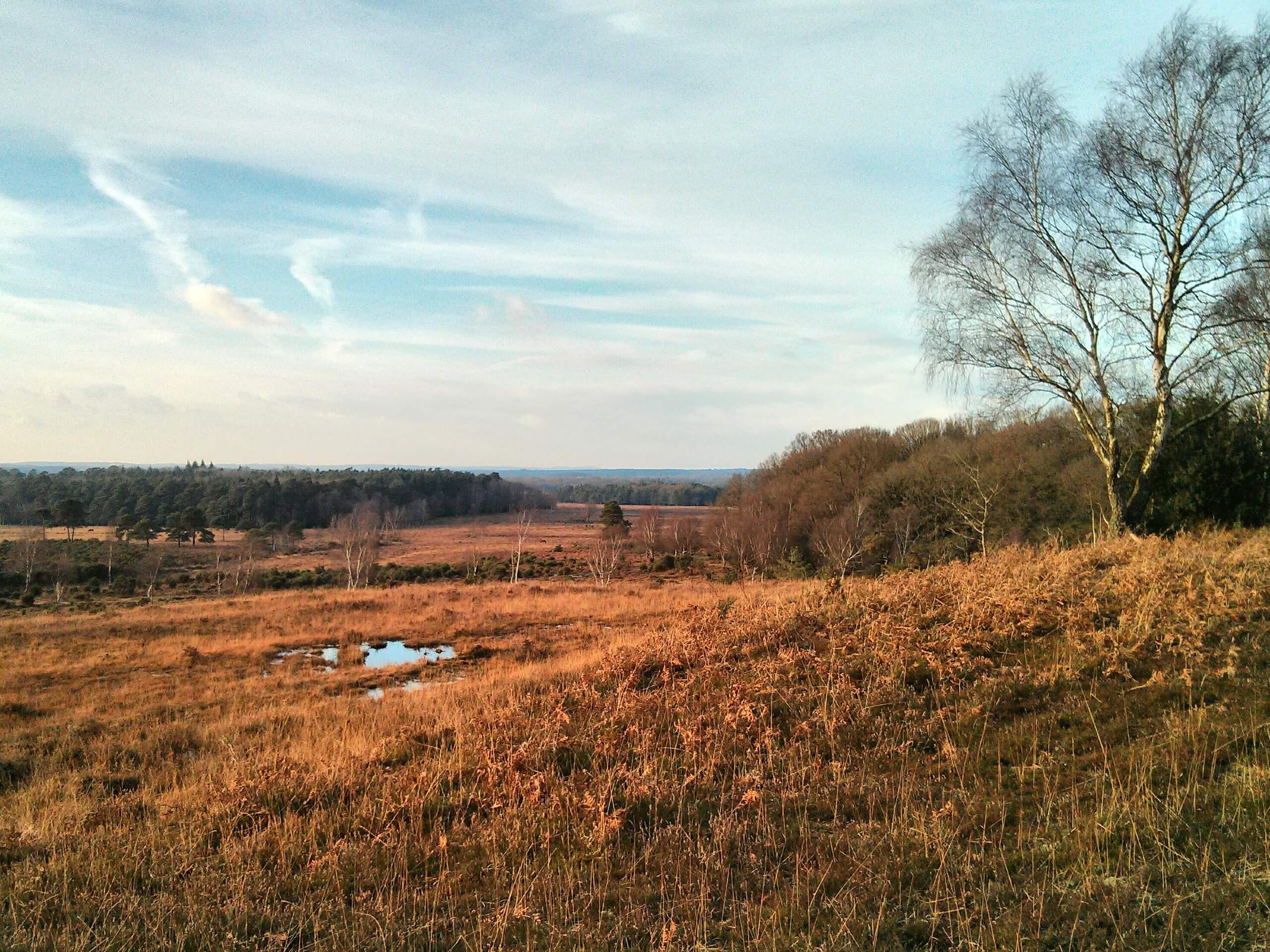 Dibden Inclosure Circular Walk