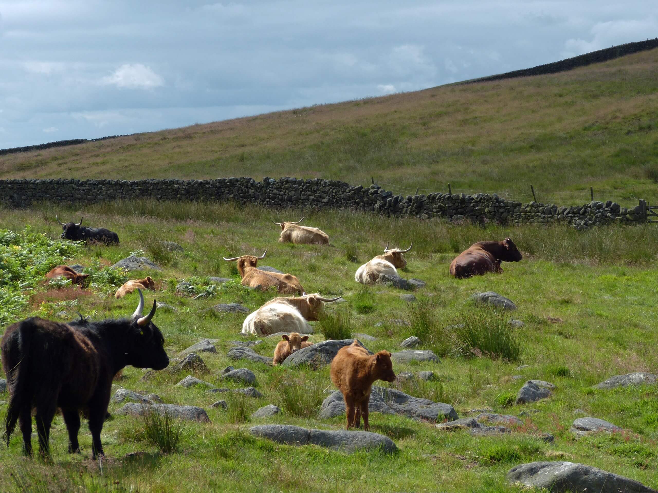 Hetton to Flasby and Sharp Haw Loop