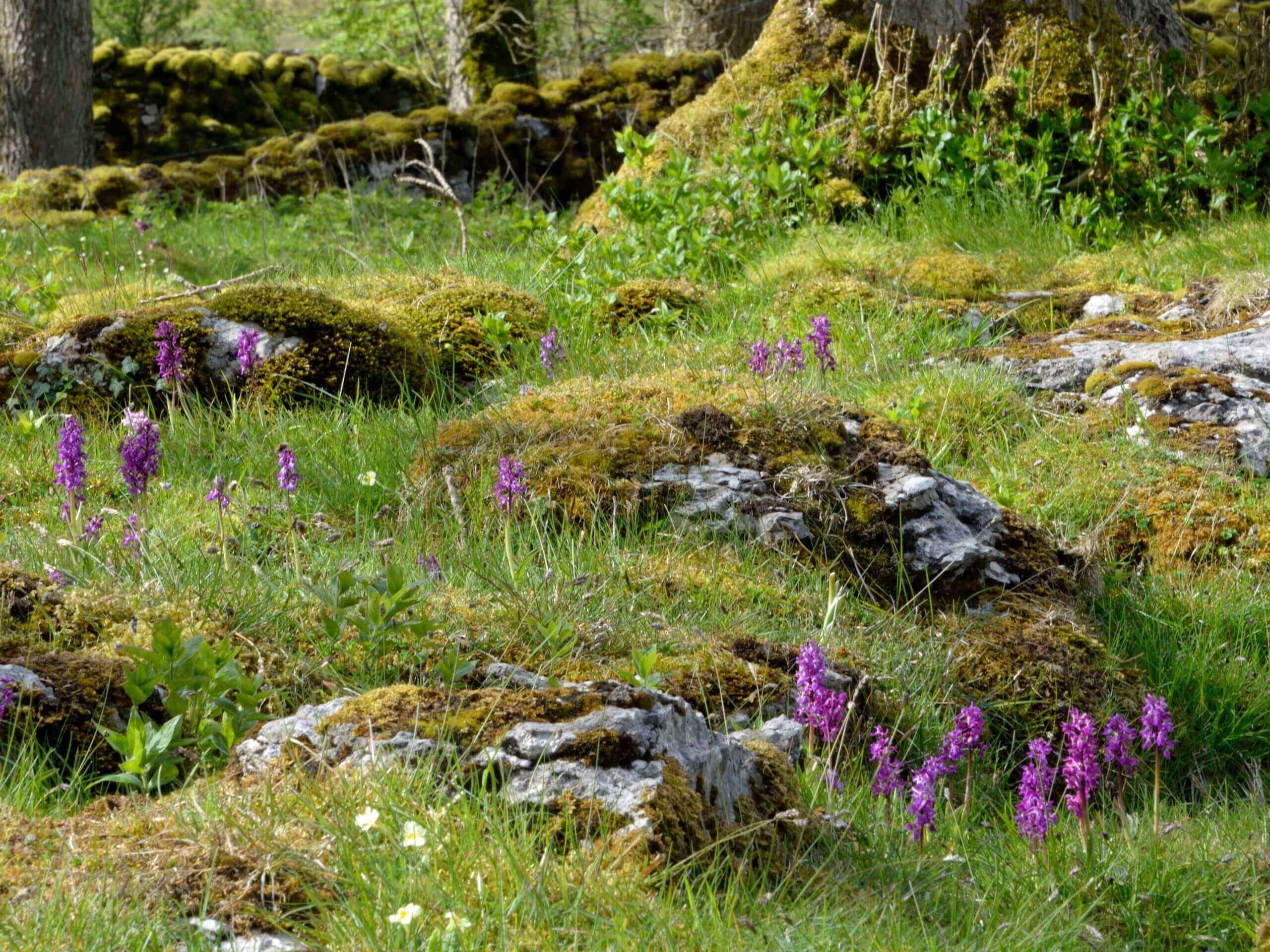 Ingleborough NNR Circular Walk