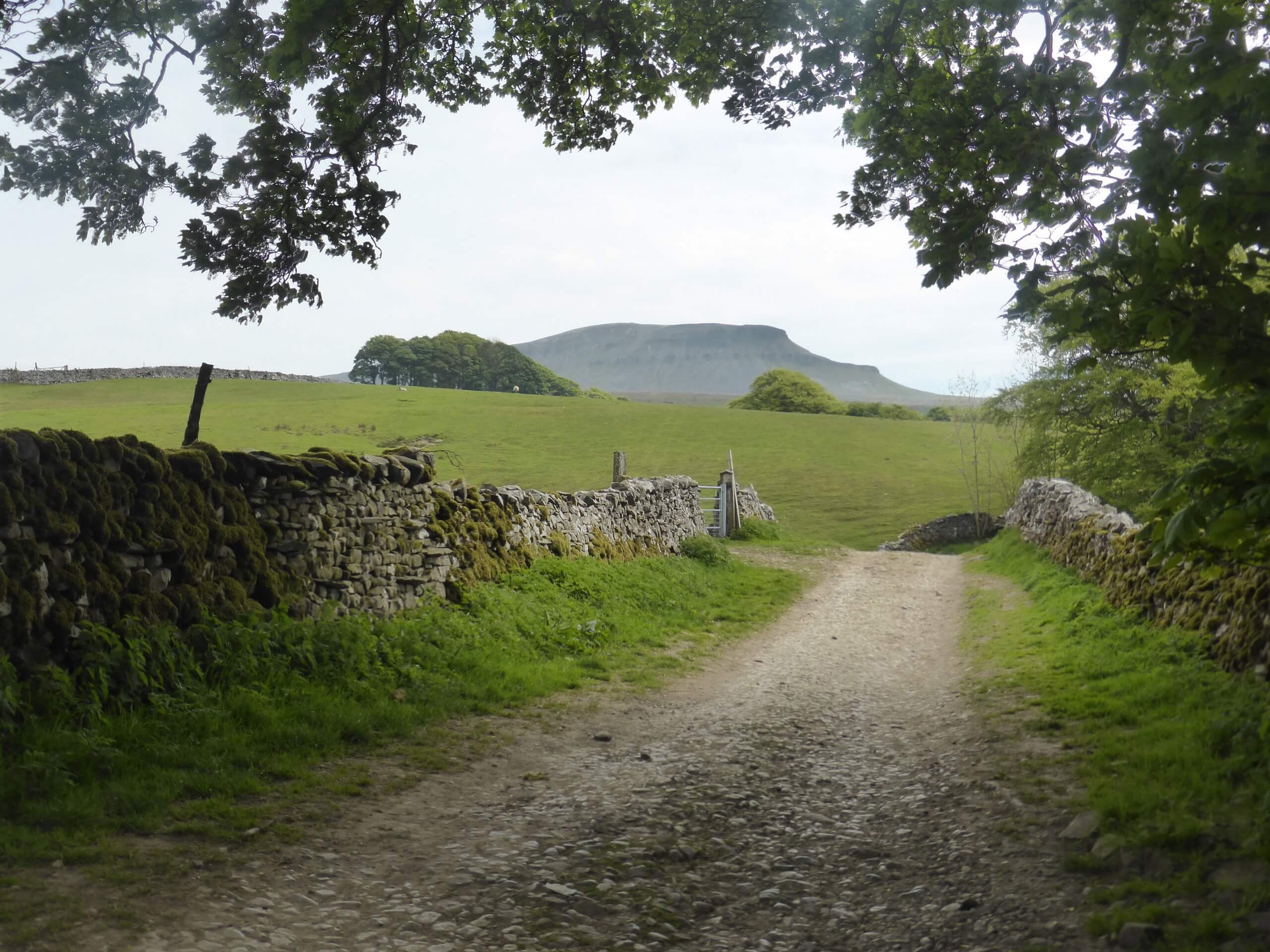 Pen-y-Ghent and Plover Hill Walk