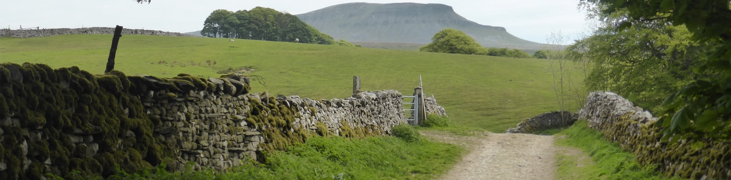 Pen-y-Ghent and Plover Hill Walk