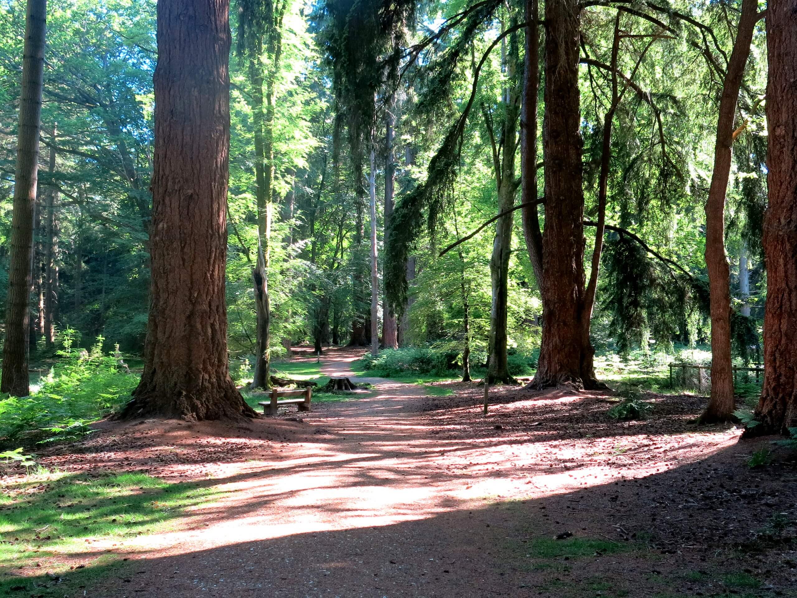 Forest Arboretum Walk