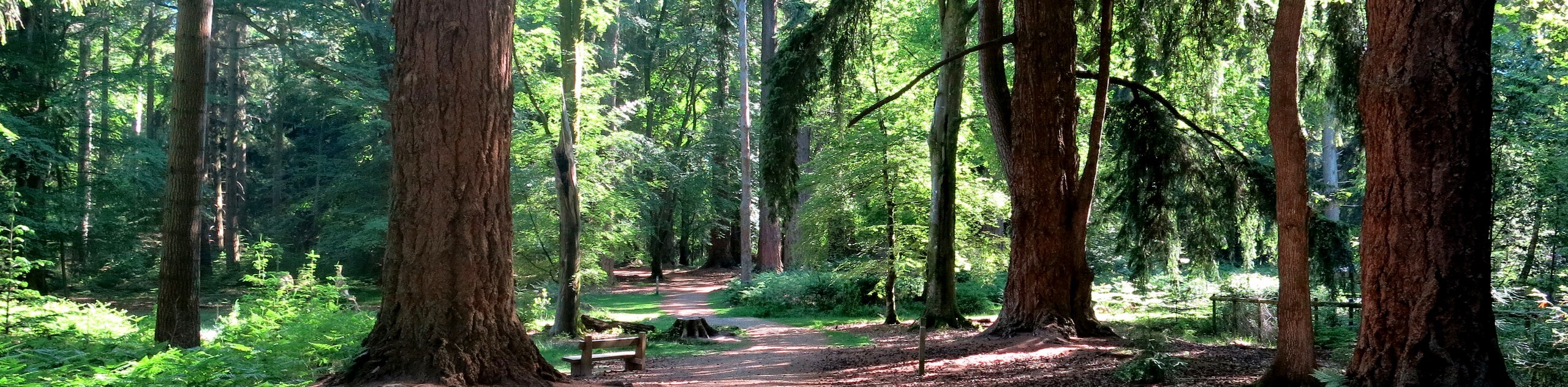 Forest Arboretum Walk