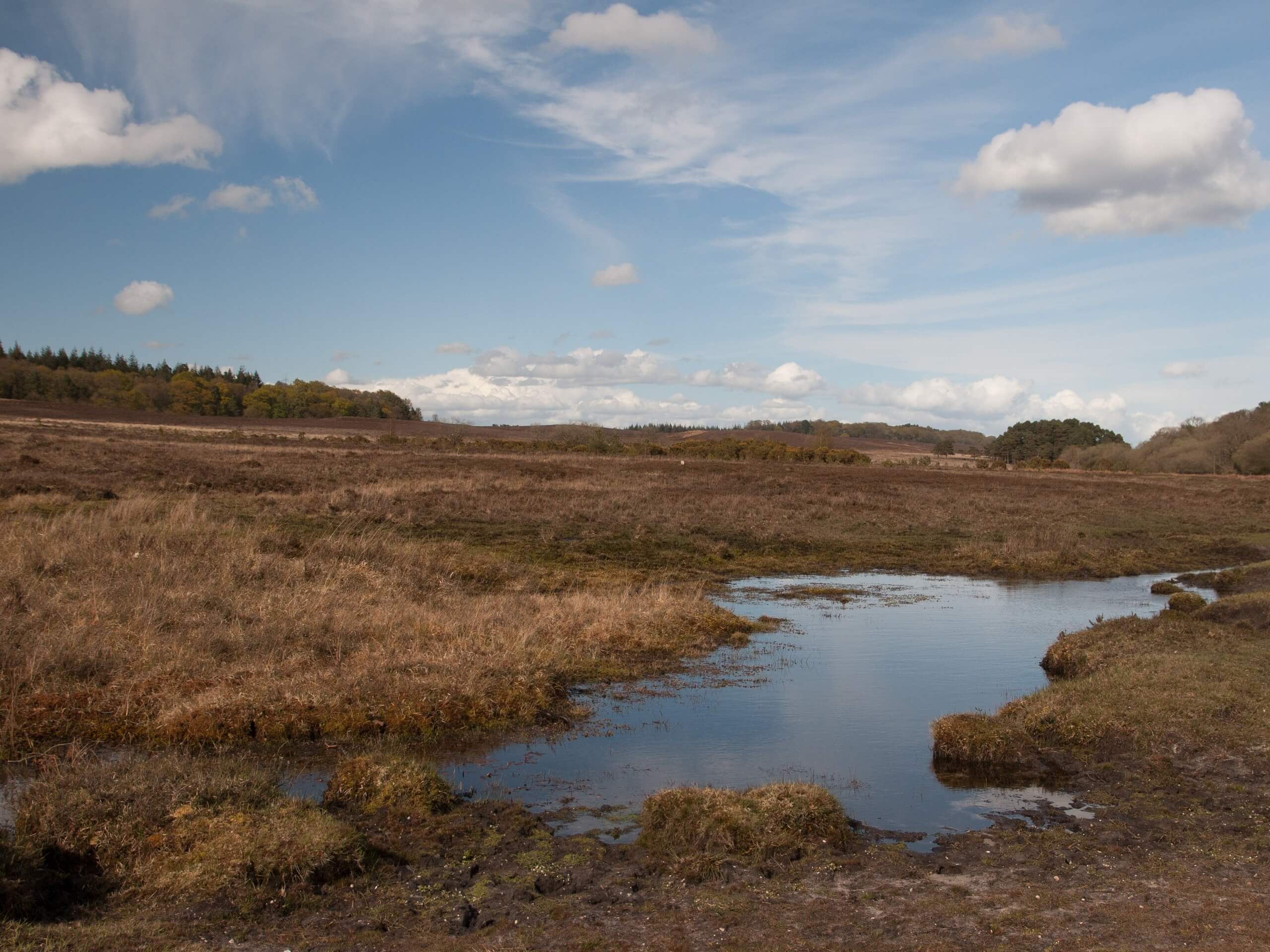 Linwood Bottom to Appleslade Inclosure Walk