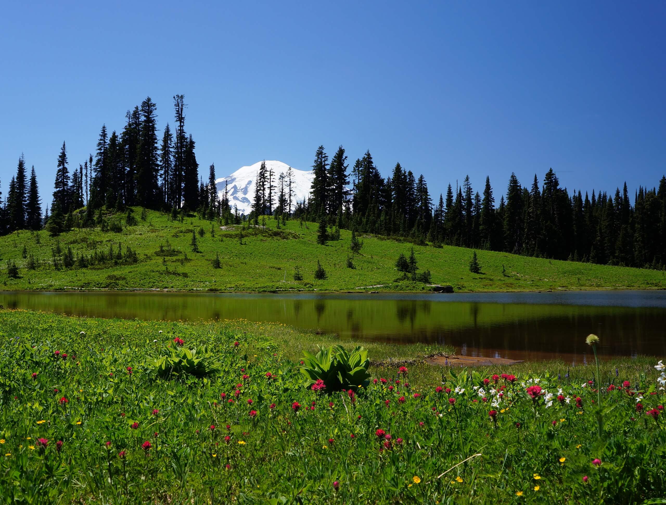 Tipsoo Lake Trail