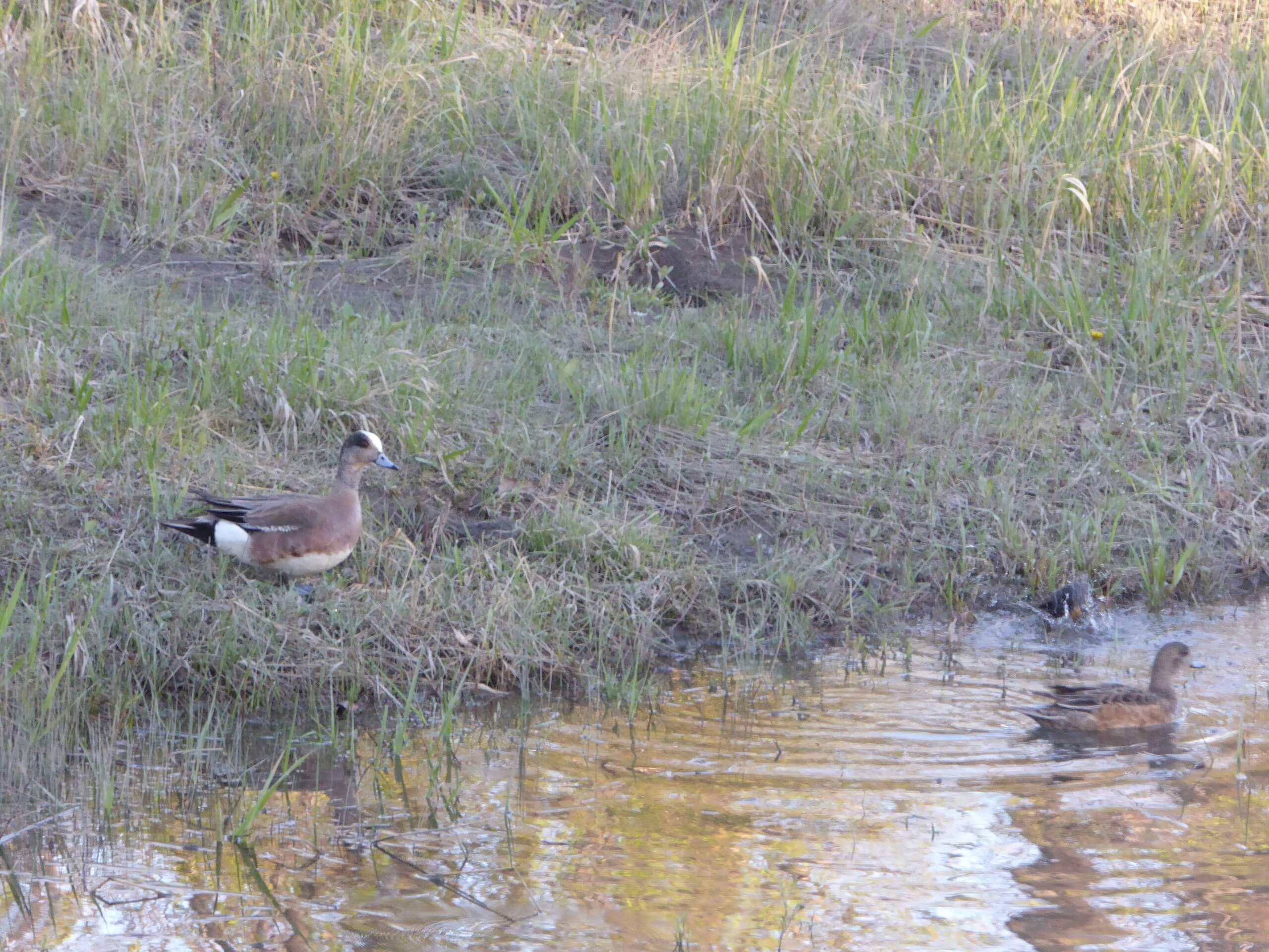 American Wigeon seen in Inglewood Bird Sanctuary in May