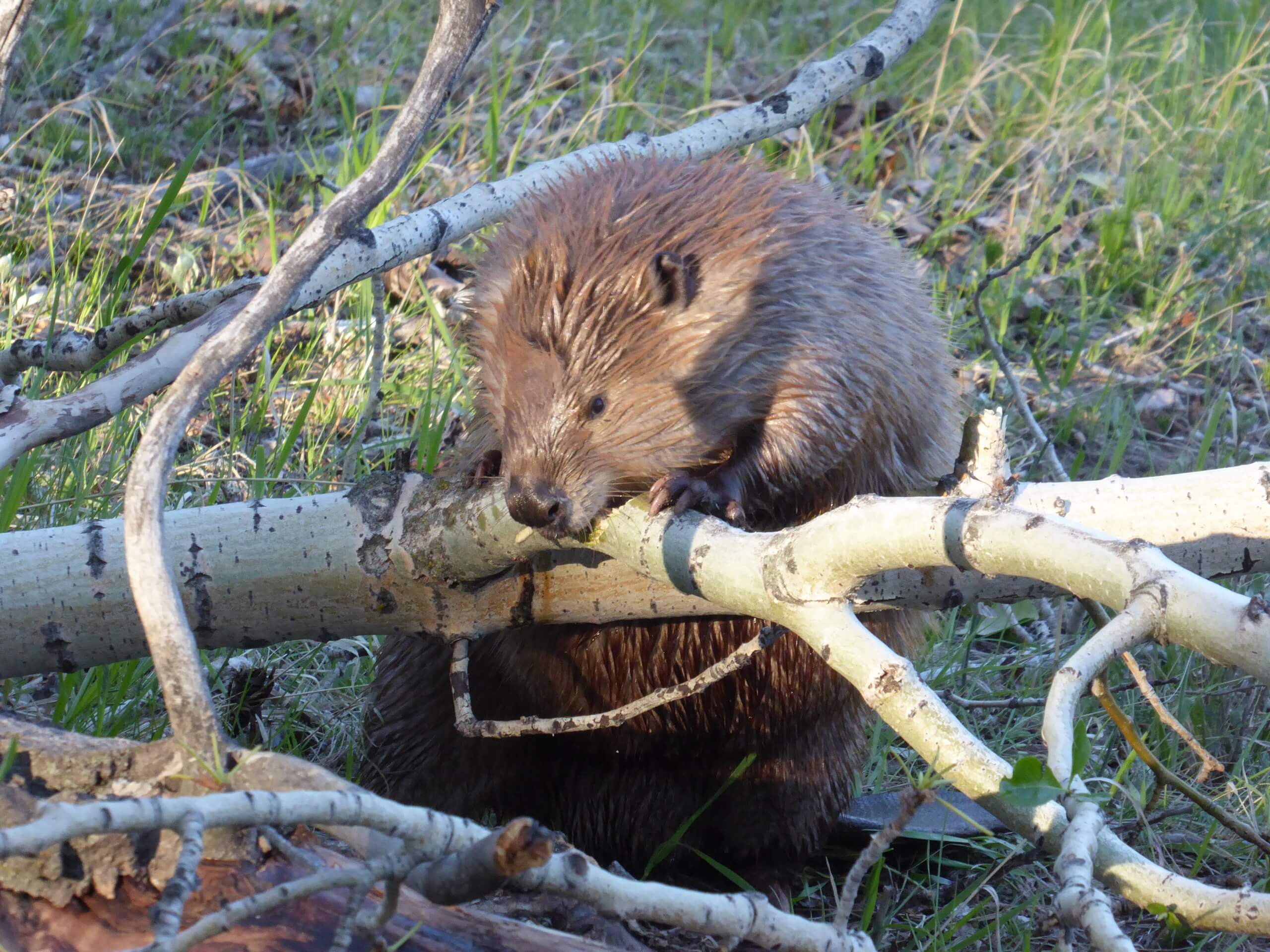 Beaver that lives in Inglewood Bird Sanctuary