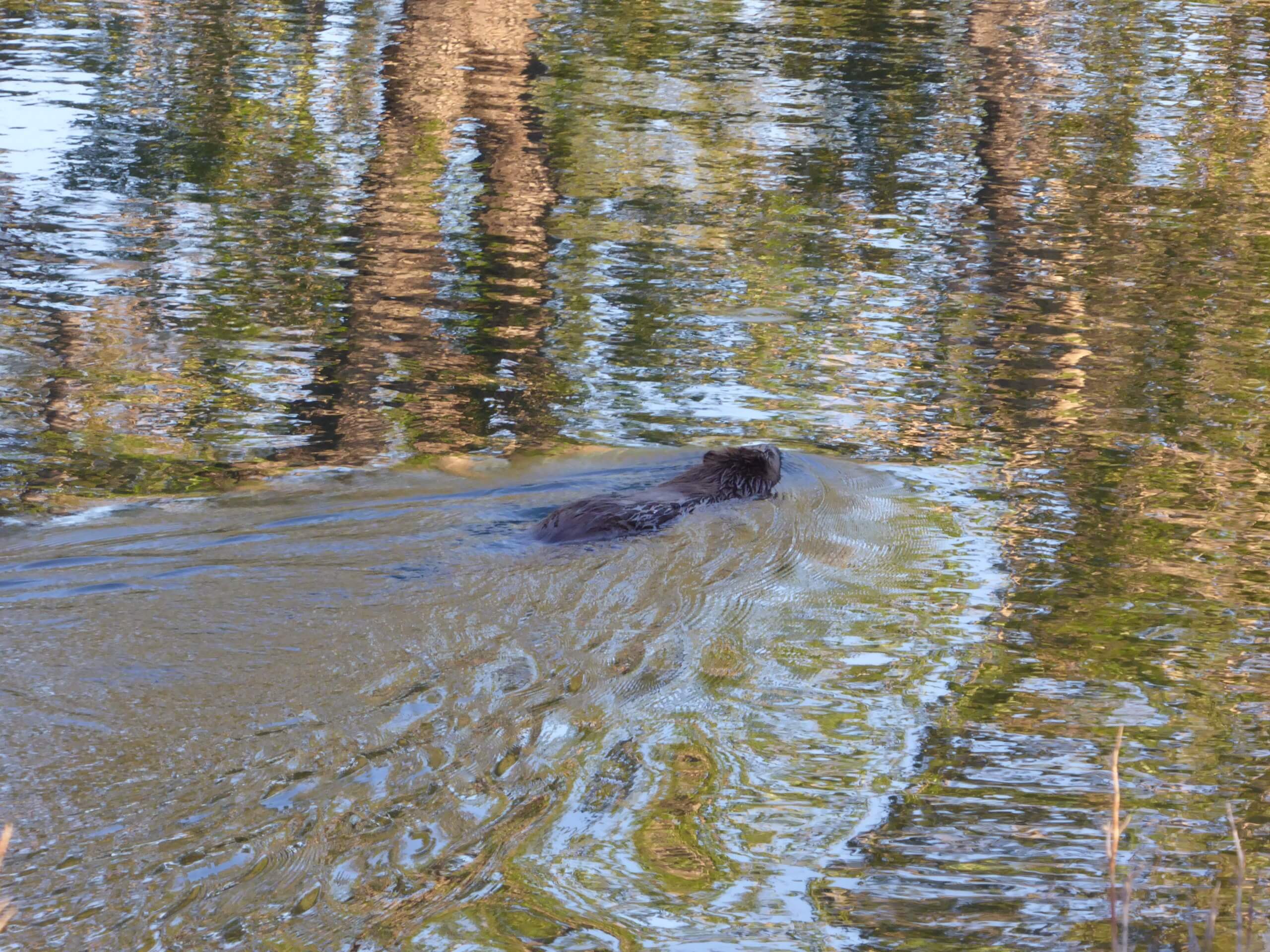 Beaver that made himself home in Inglewood Bird Sanctuary, Calgary