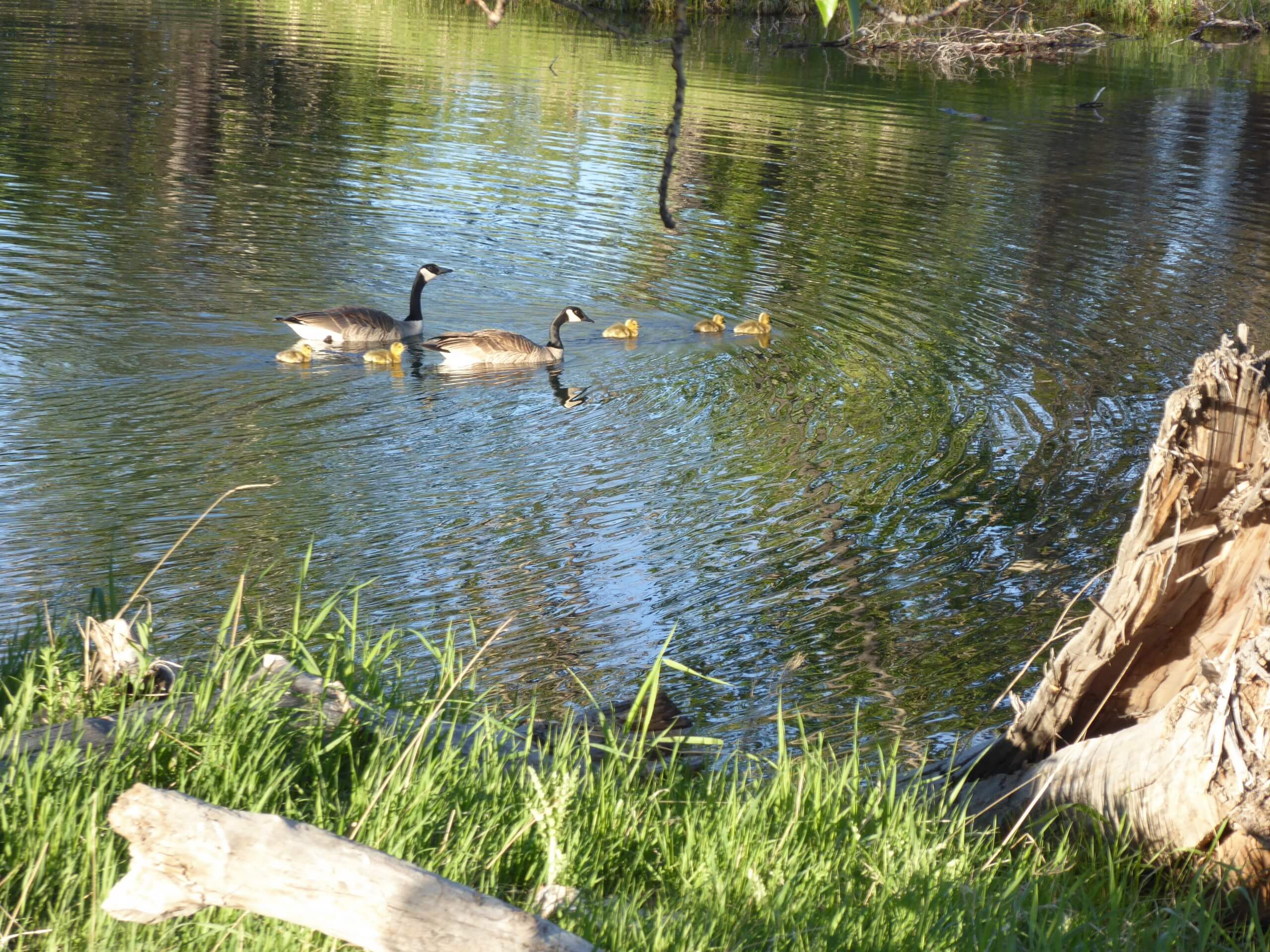 Canada geese with goslings in Inglewood Bird Sanctuary seen on May