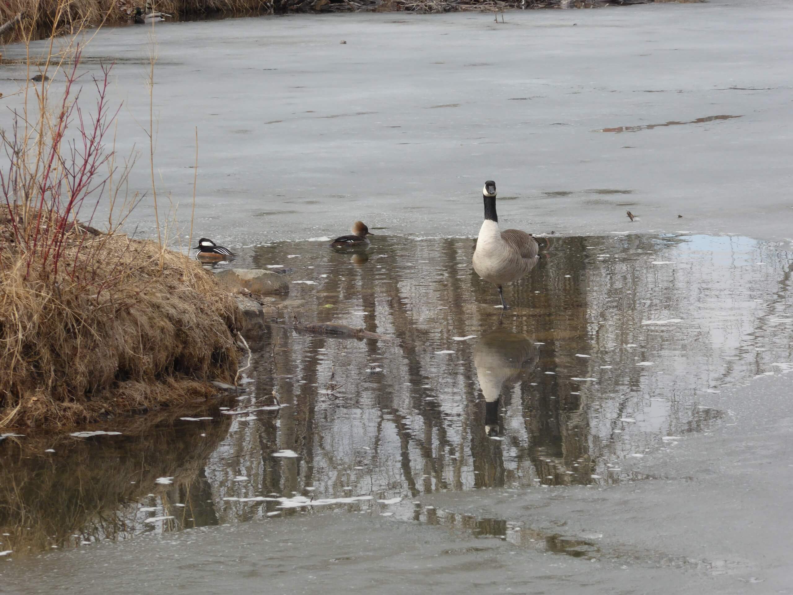 Canada goose and two hooded mergansers during the spring