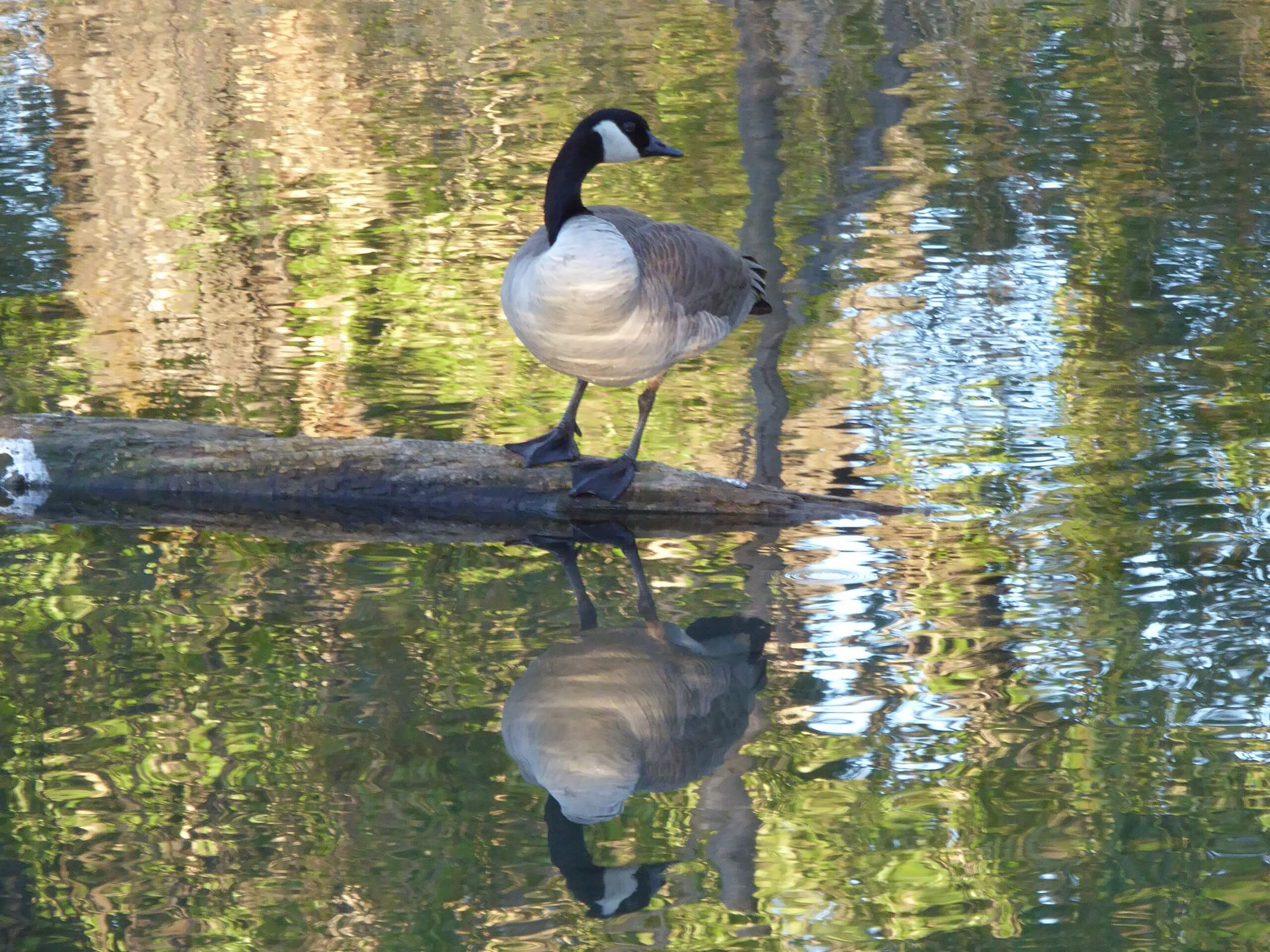 Canadian goose surrounded by beautiful water reflections in Inglewood Bird Sanctuary, Calgary