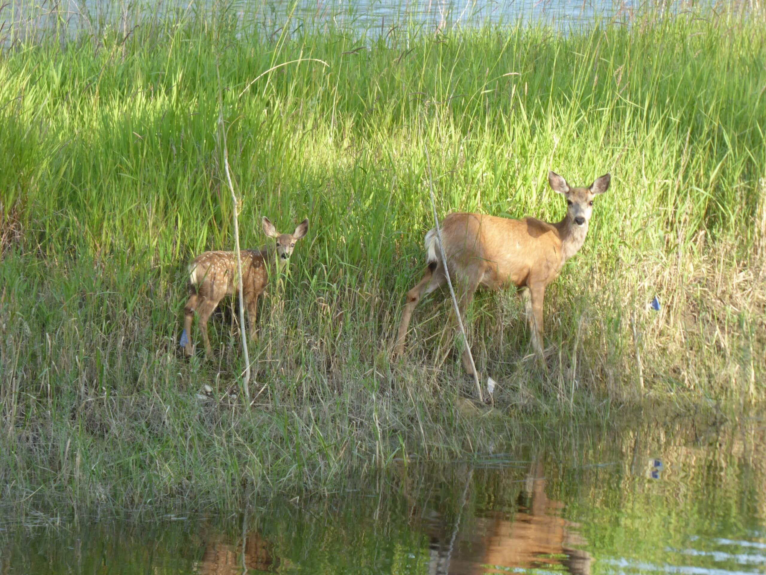 Deer family in Calgary