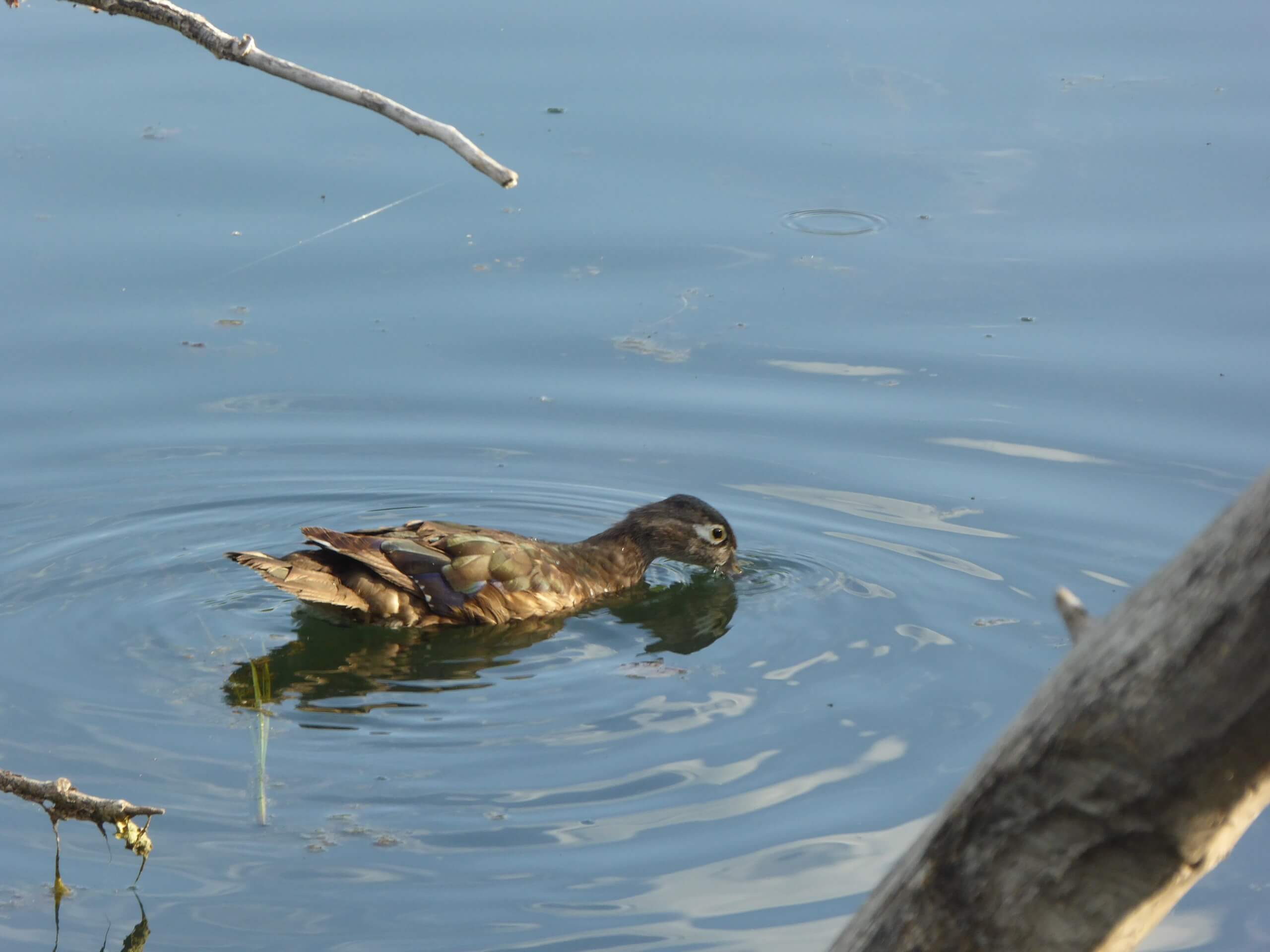 Female wood duck met in Inglewood Bird Sanctuary, Calgary