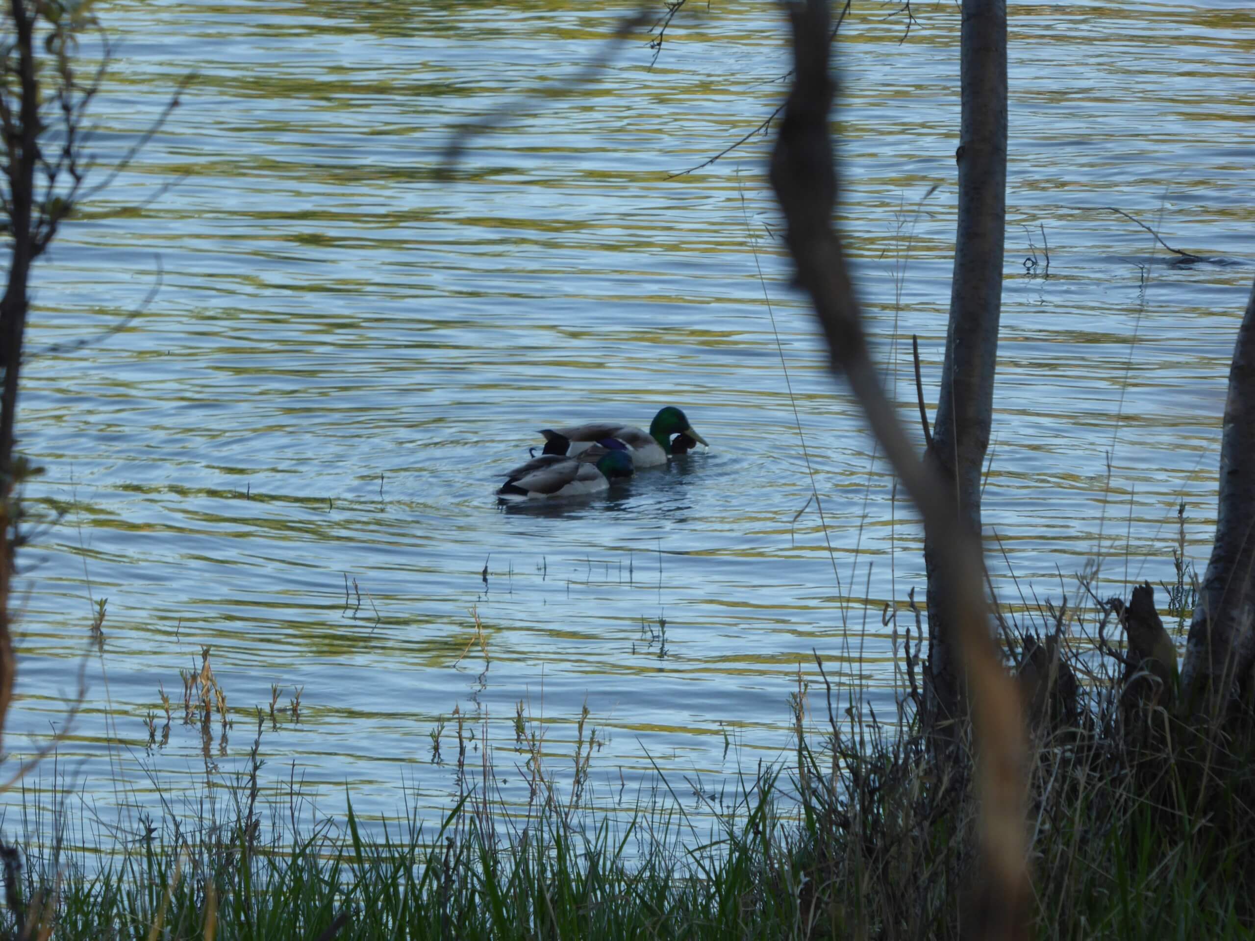 Mallard ducks in ponds in Inglewood Bird Sanctuary, Calgary