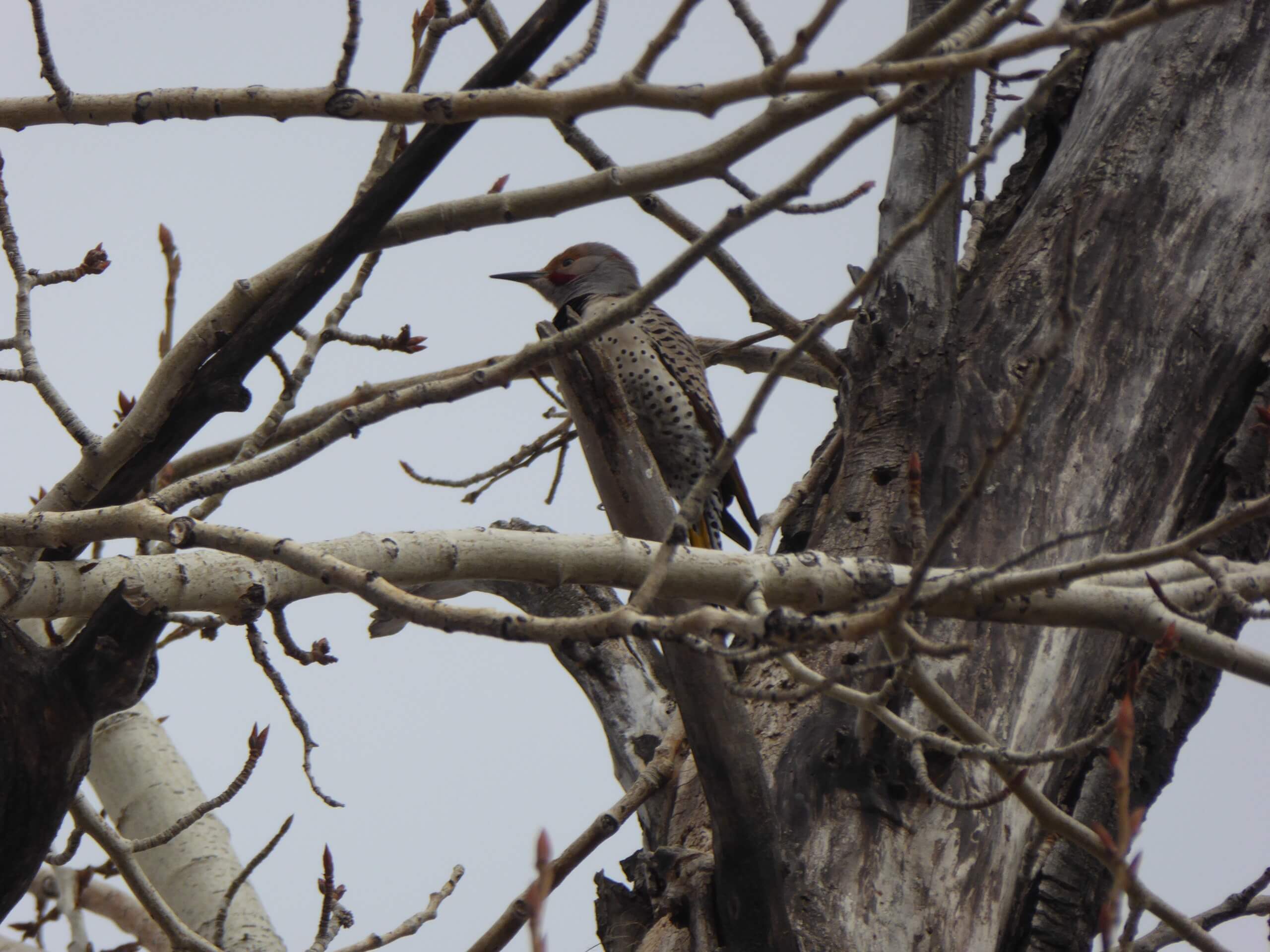 Northern Flicker in Inglewood Bird Sanctuary