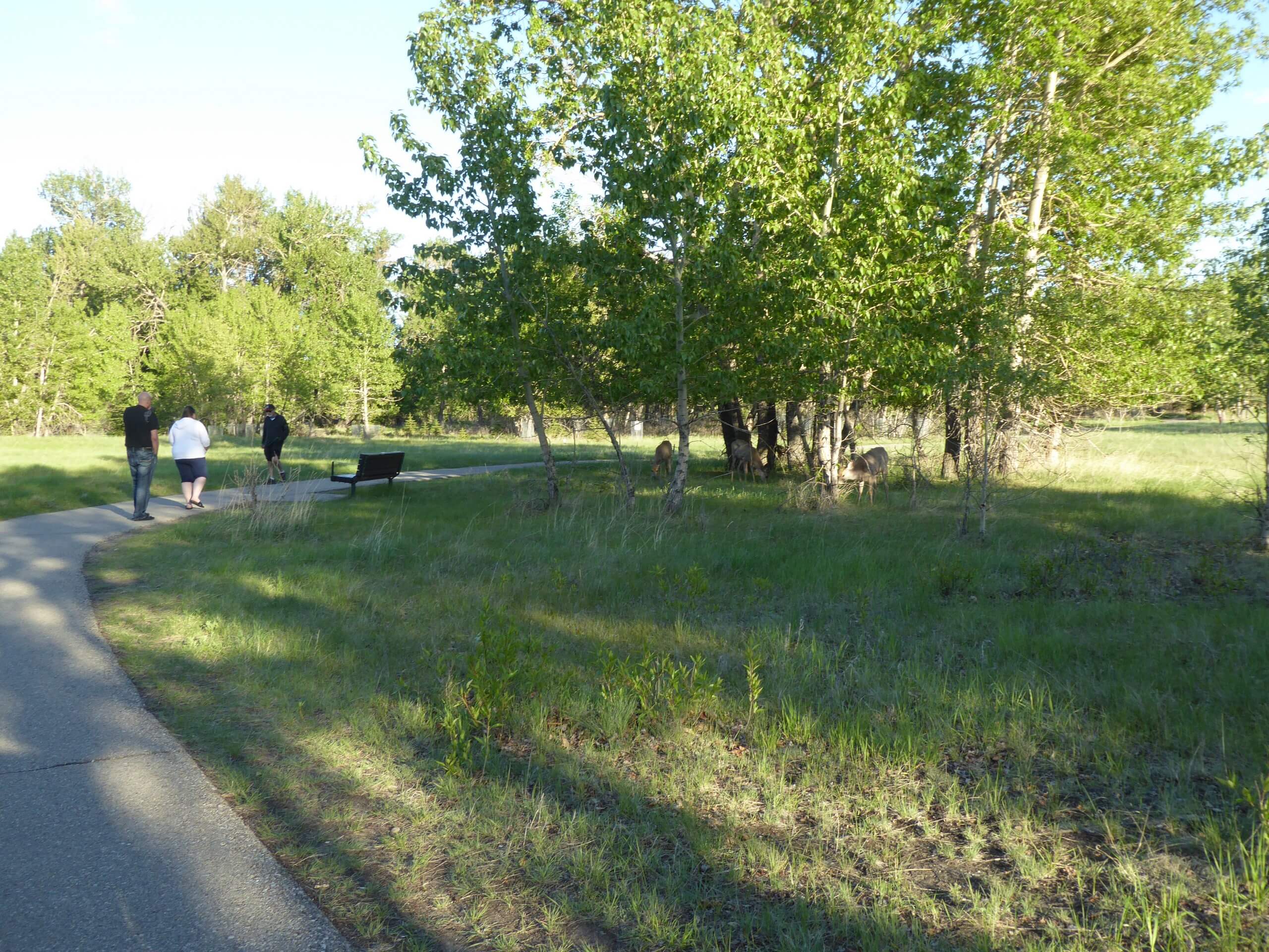 Pedestrian path in Inglewood Bird Sanctuary