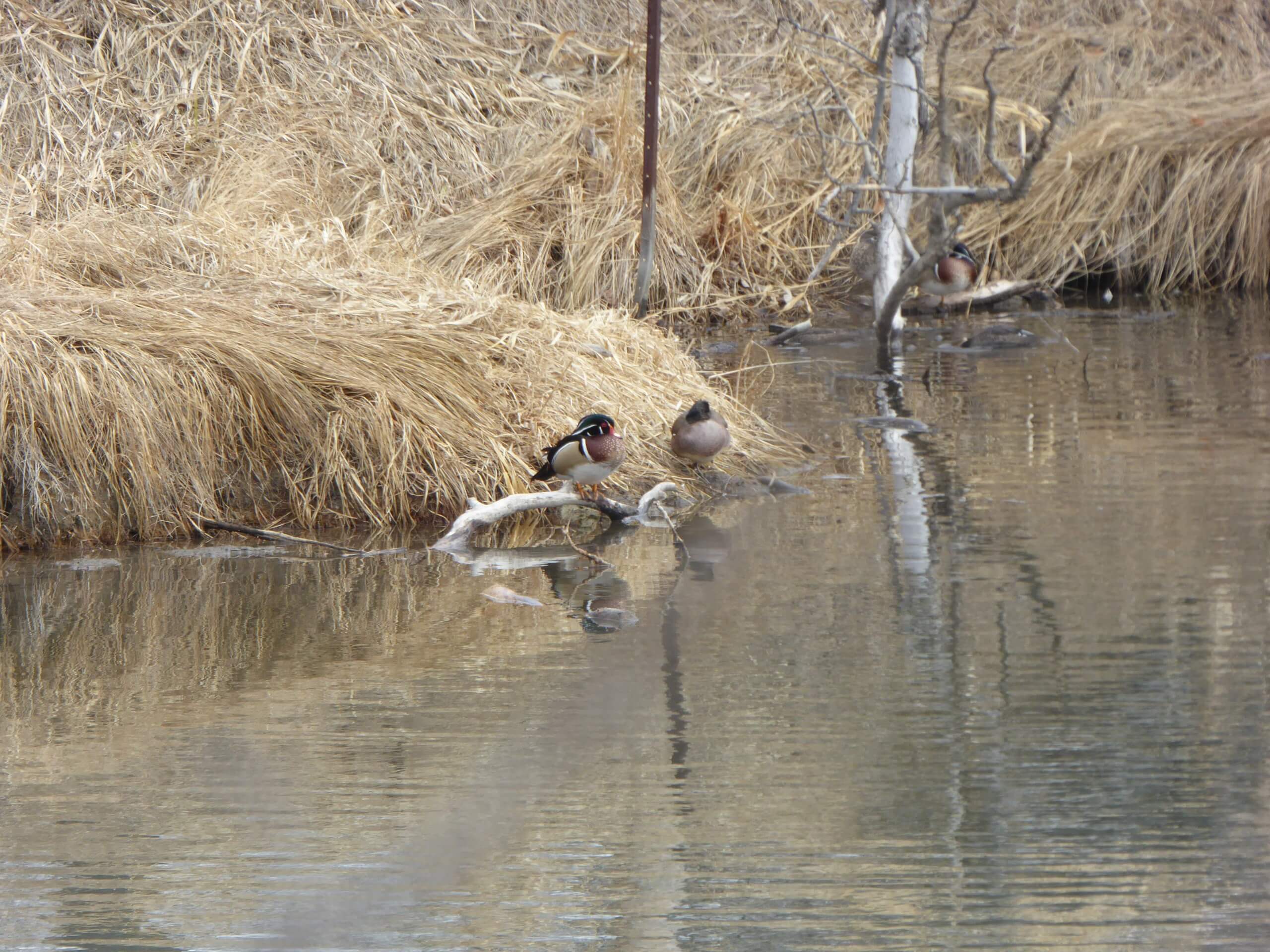Wood ducks in Inglewood bird sanctuary, Calgary