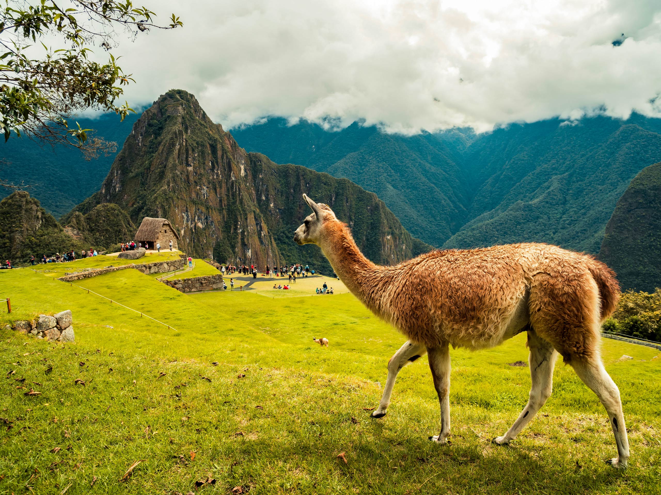 Lama alpaca in the hills around Machu Pichhu peru