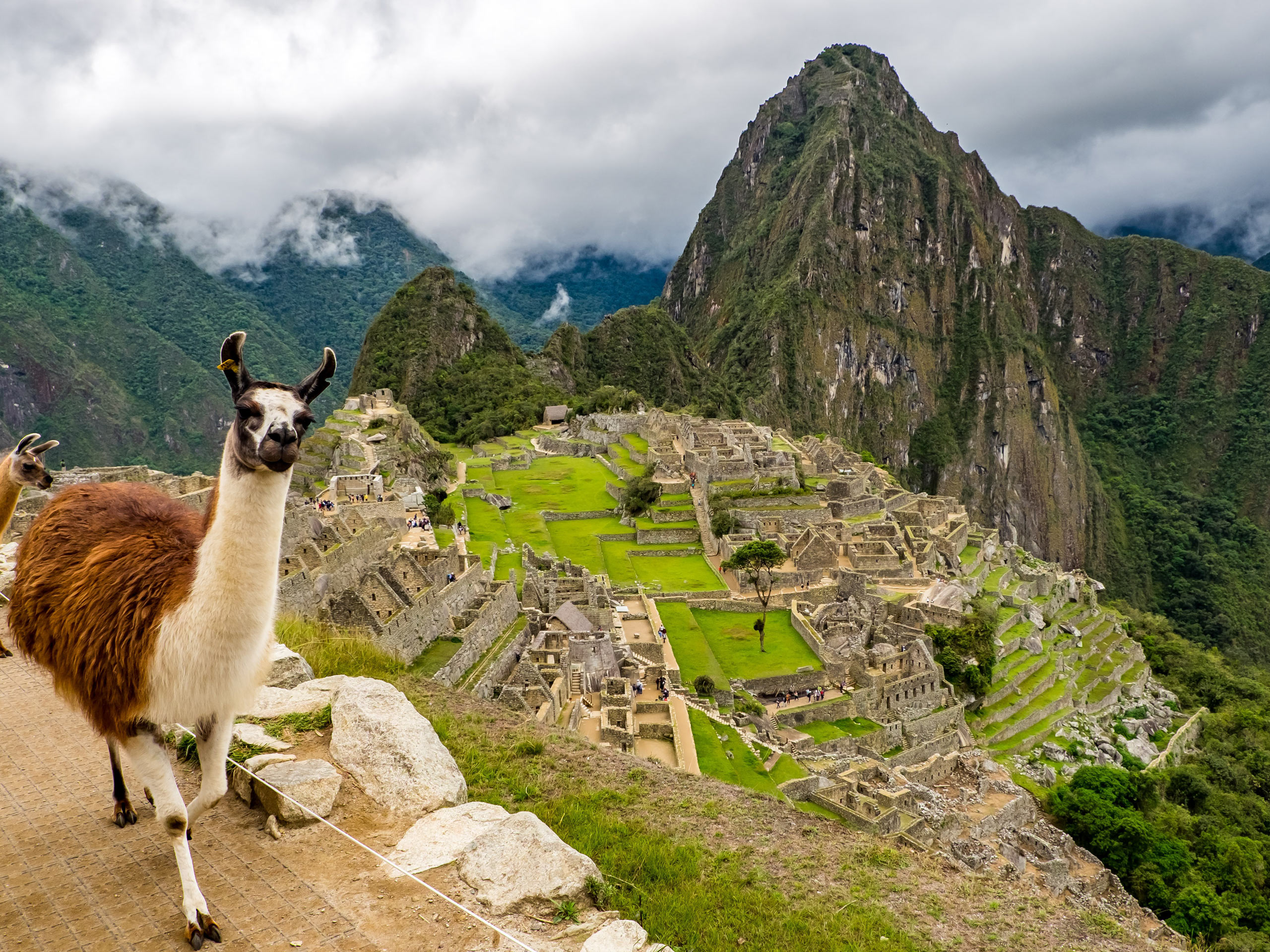 Lama in machu picchu