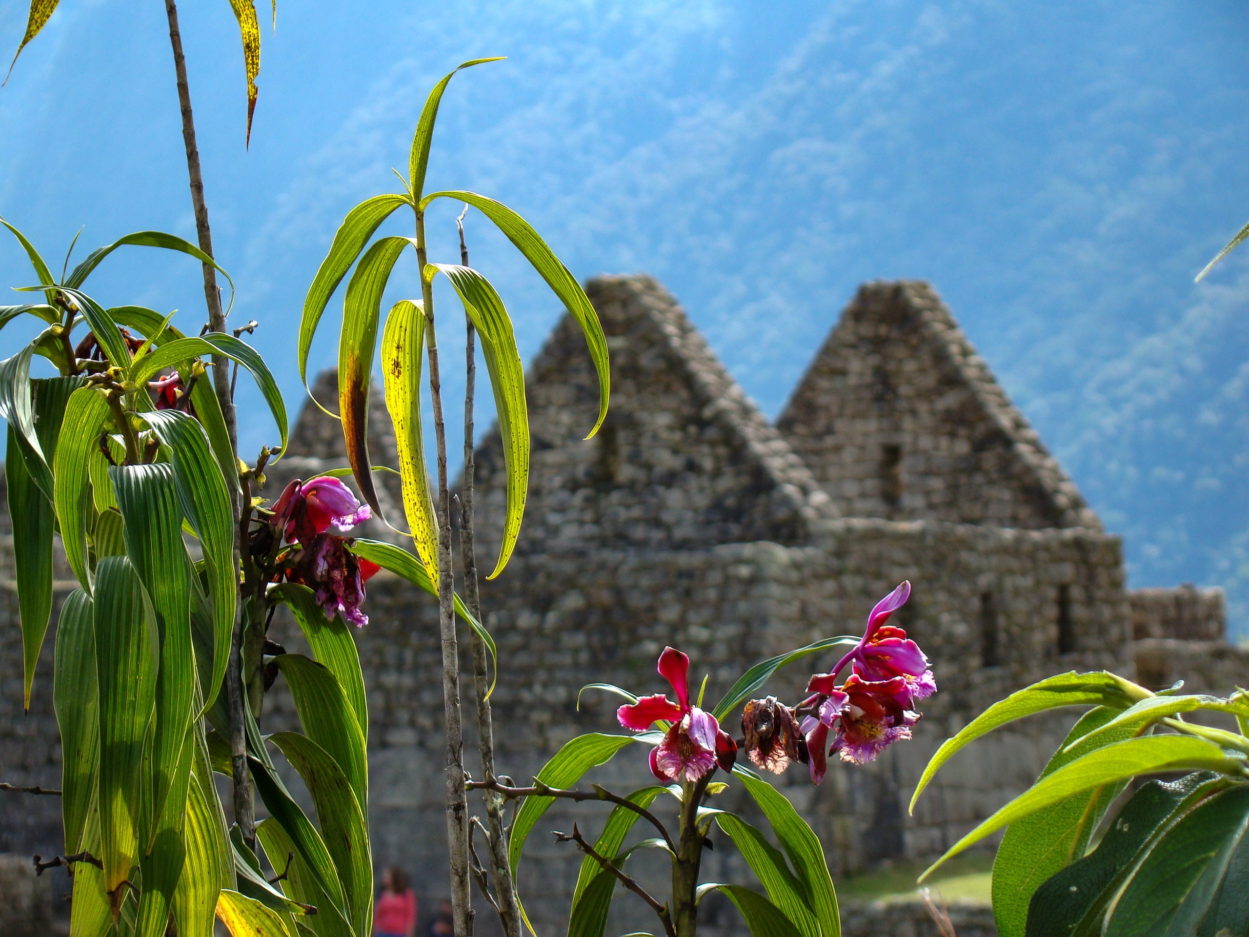 Machu picchu orchid flowers