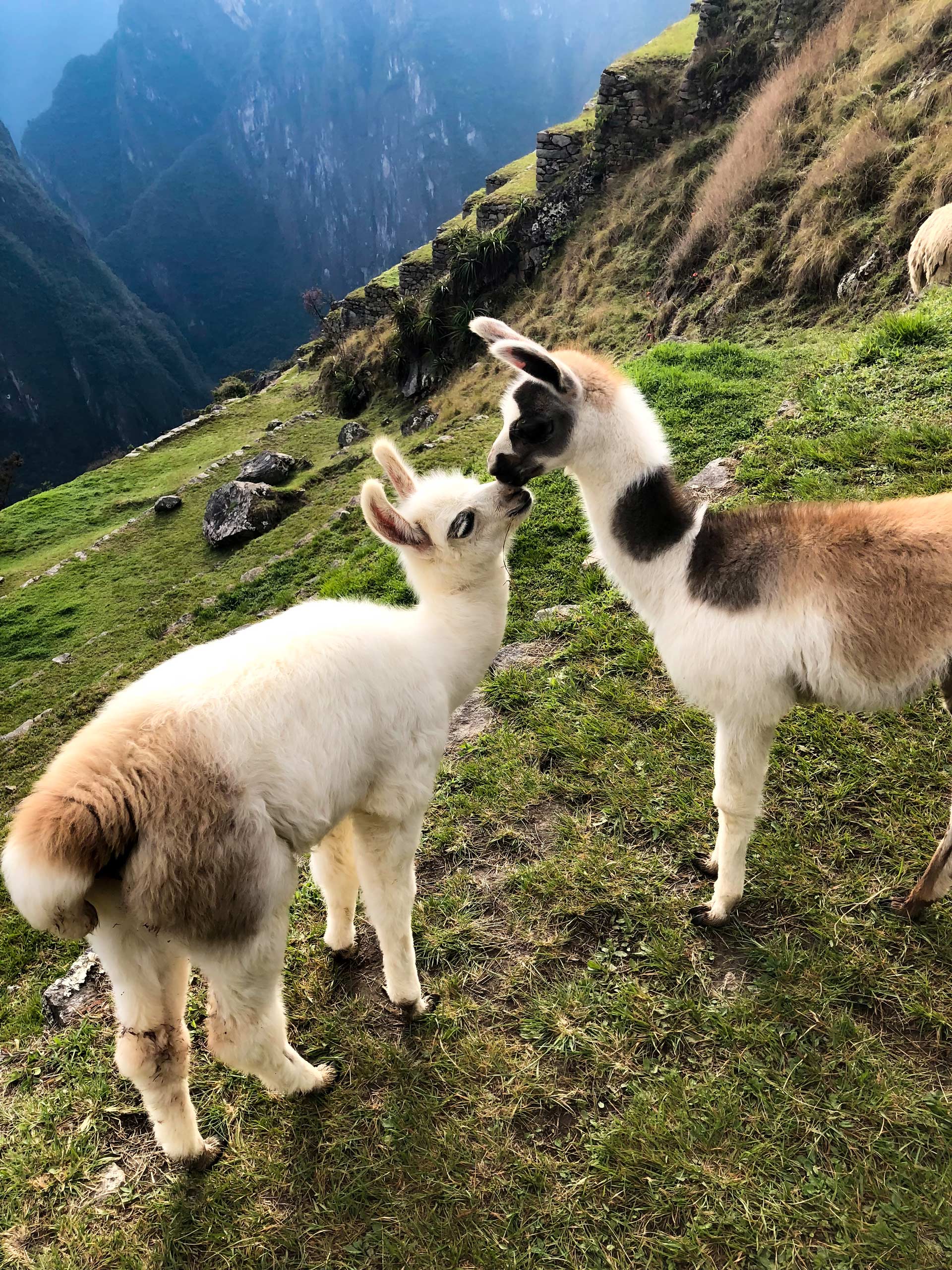 Baby lamas, Machu Picchu