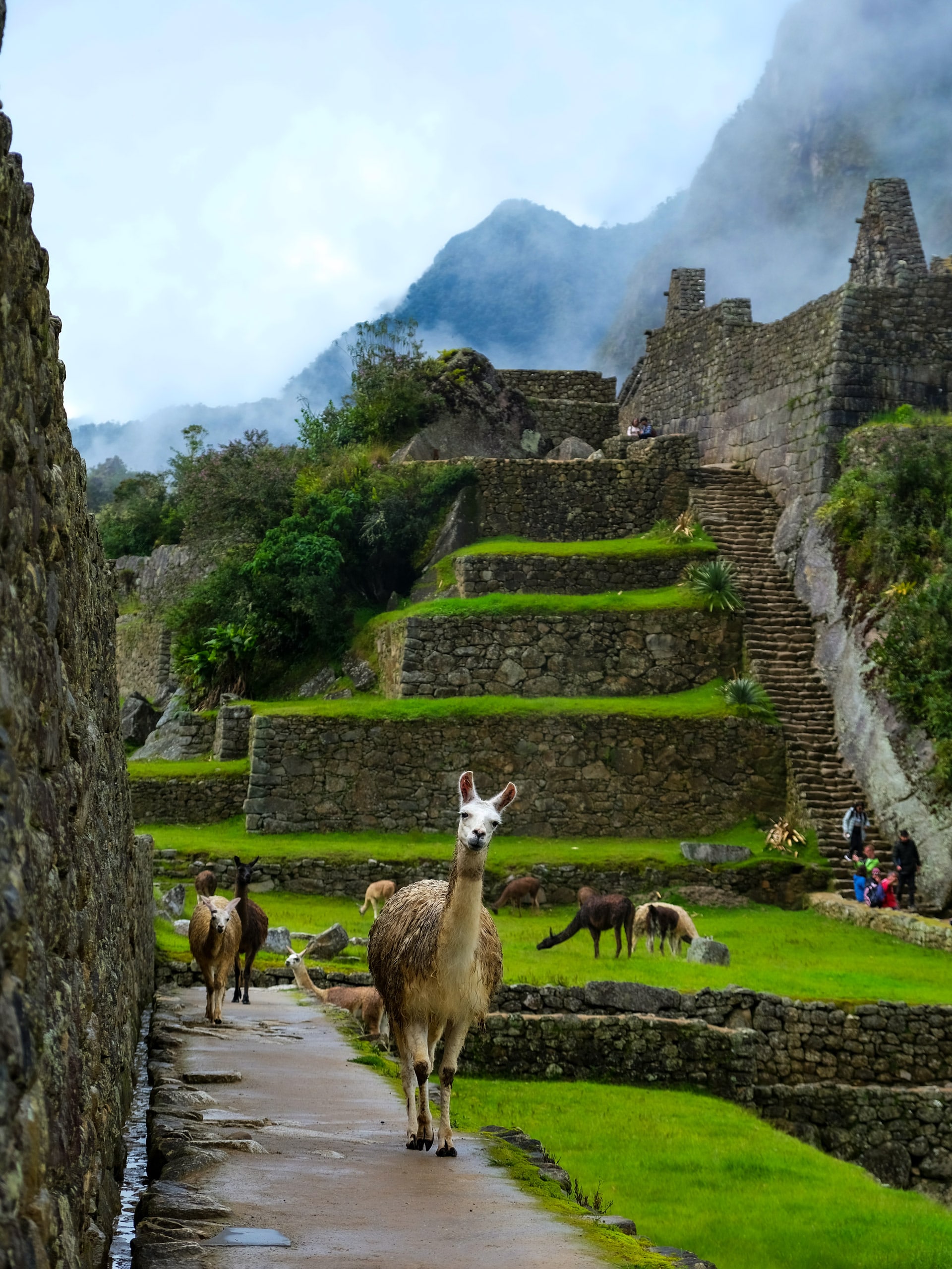 Lamas Alpacas wandering through Machu Picchu Peru