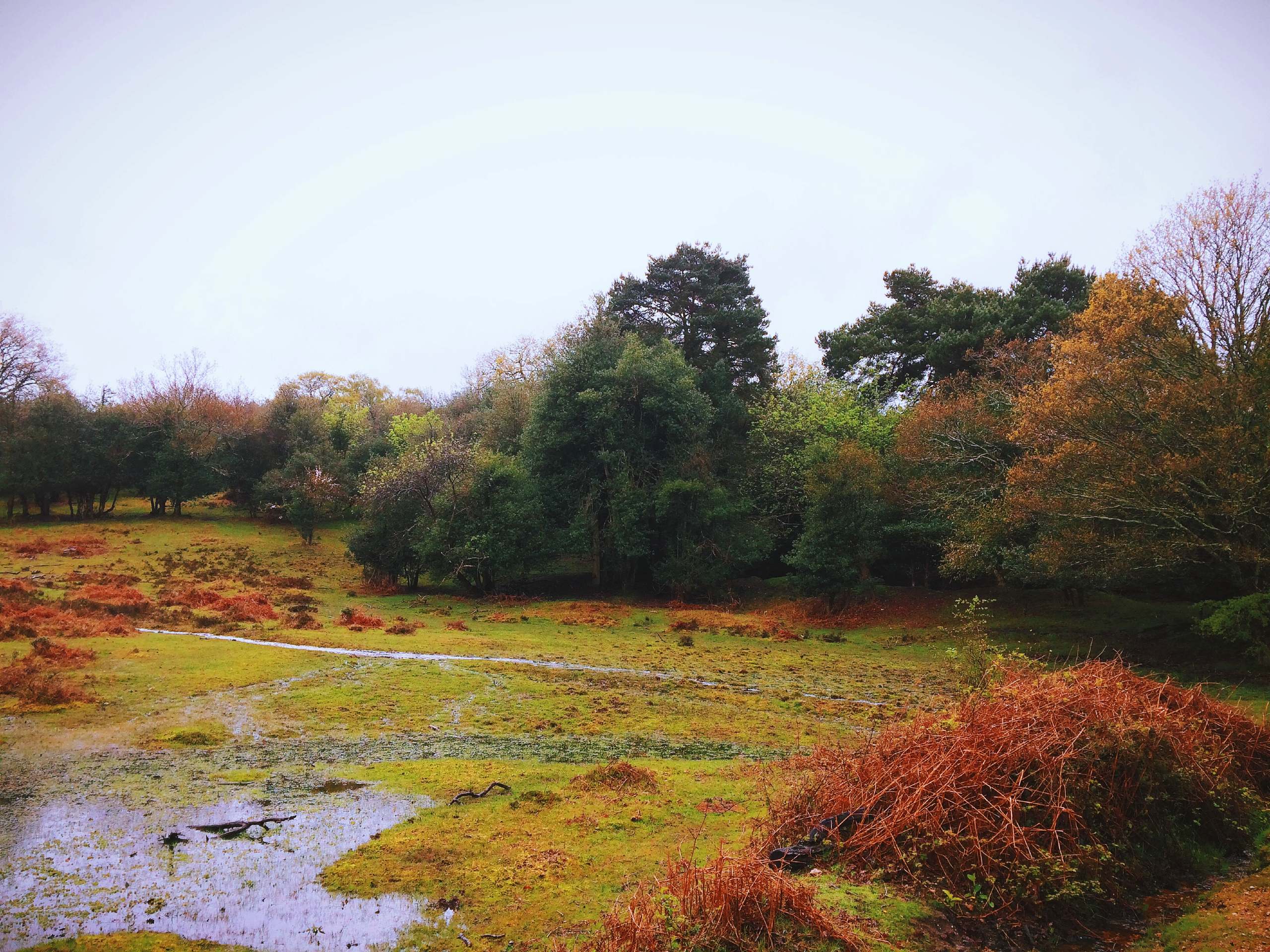 Cadman's Pool and Fritham Forest Walk